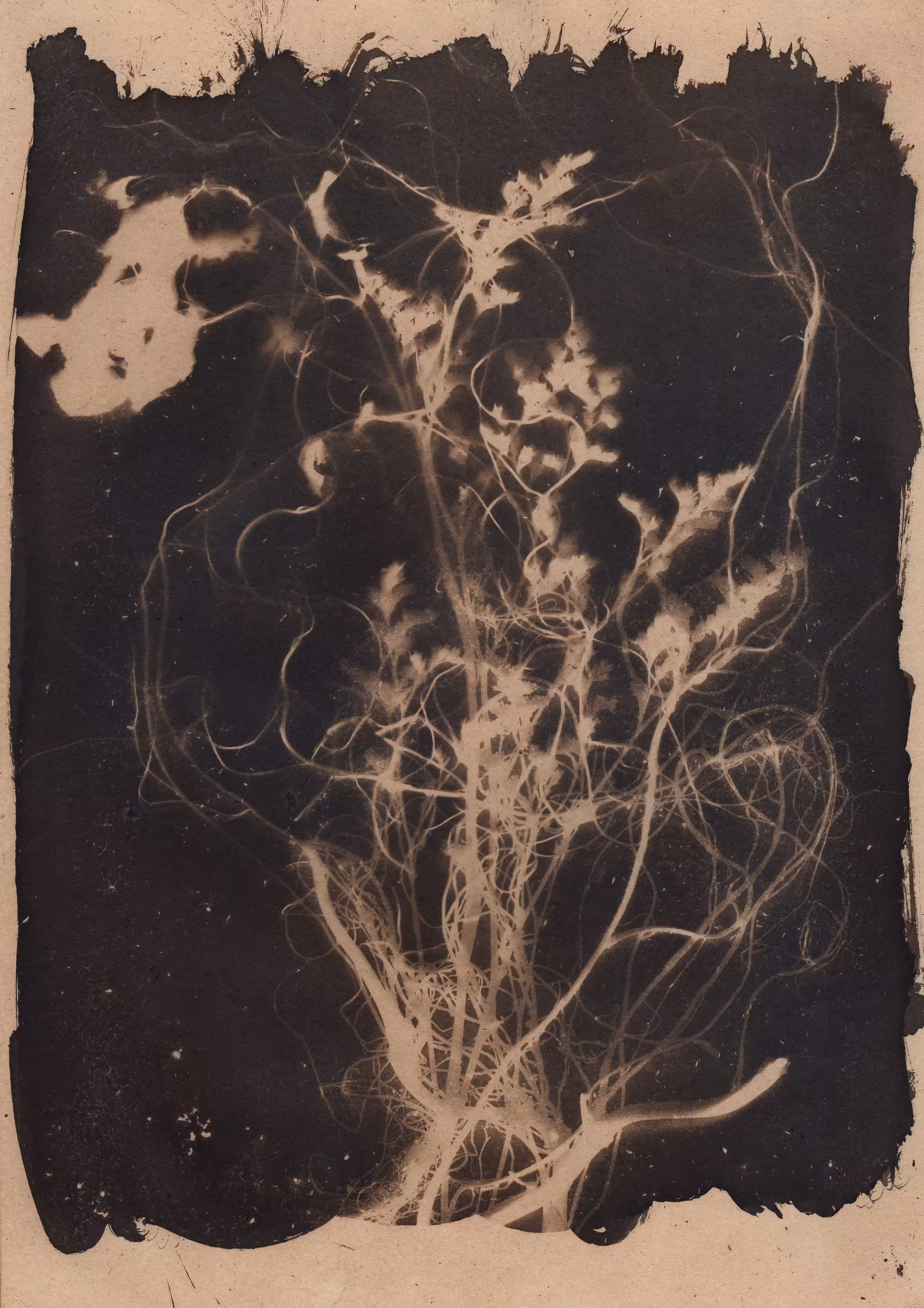 Roots