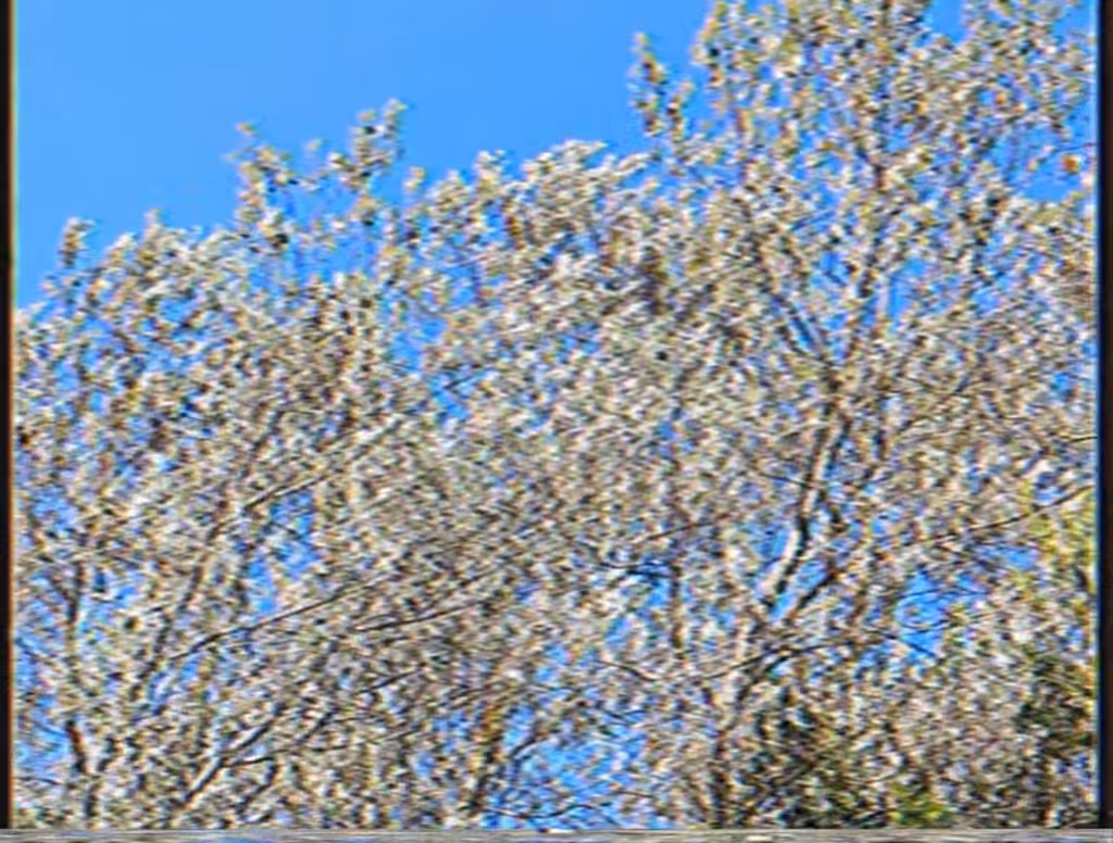Leaves Shimmer (a memory)