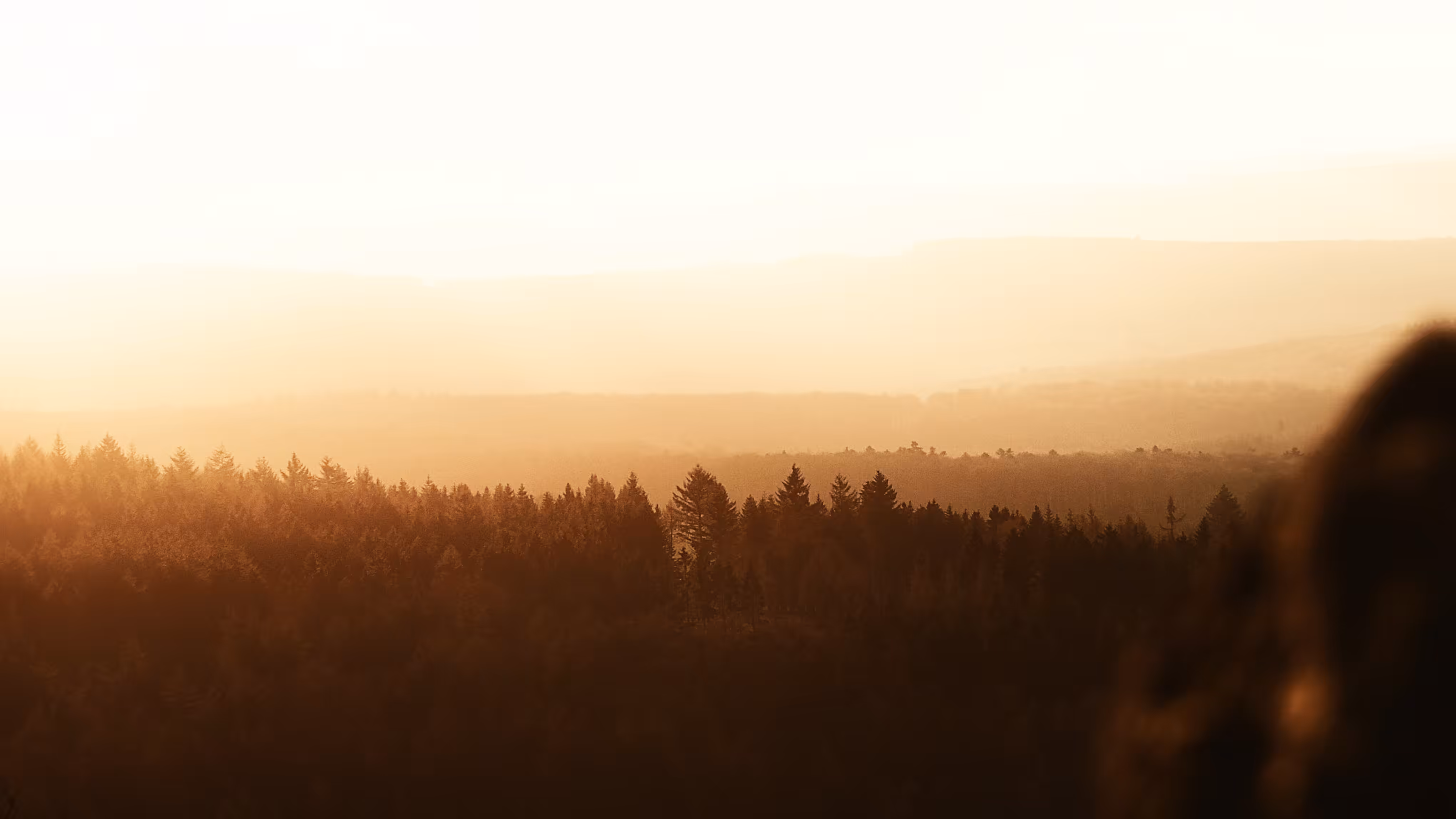 Forest sunset