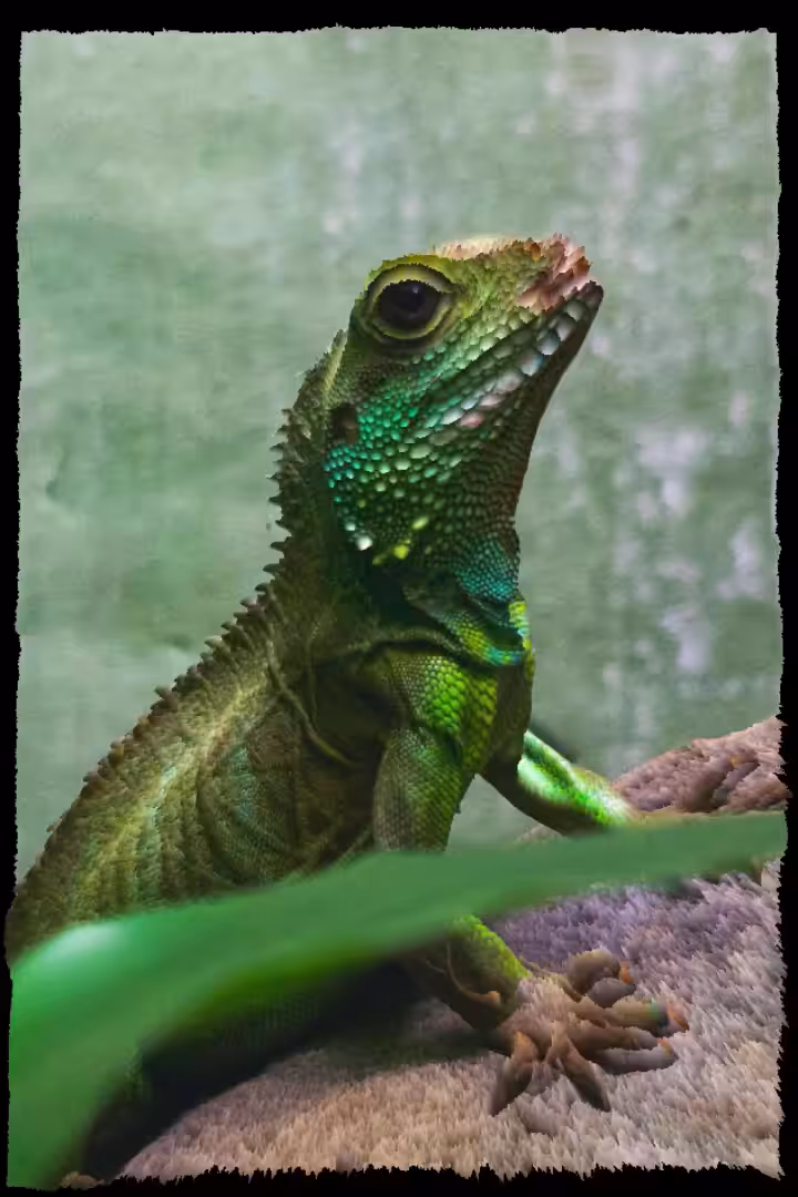 Dragon #4