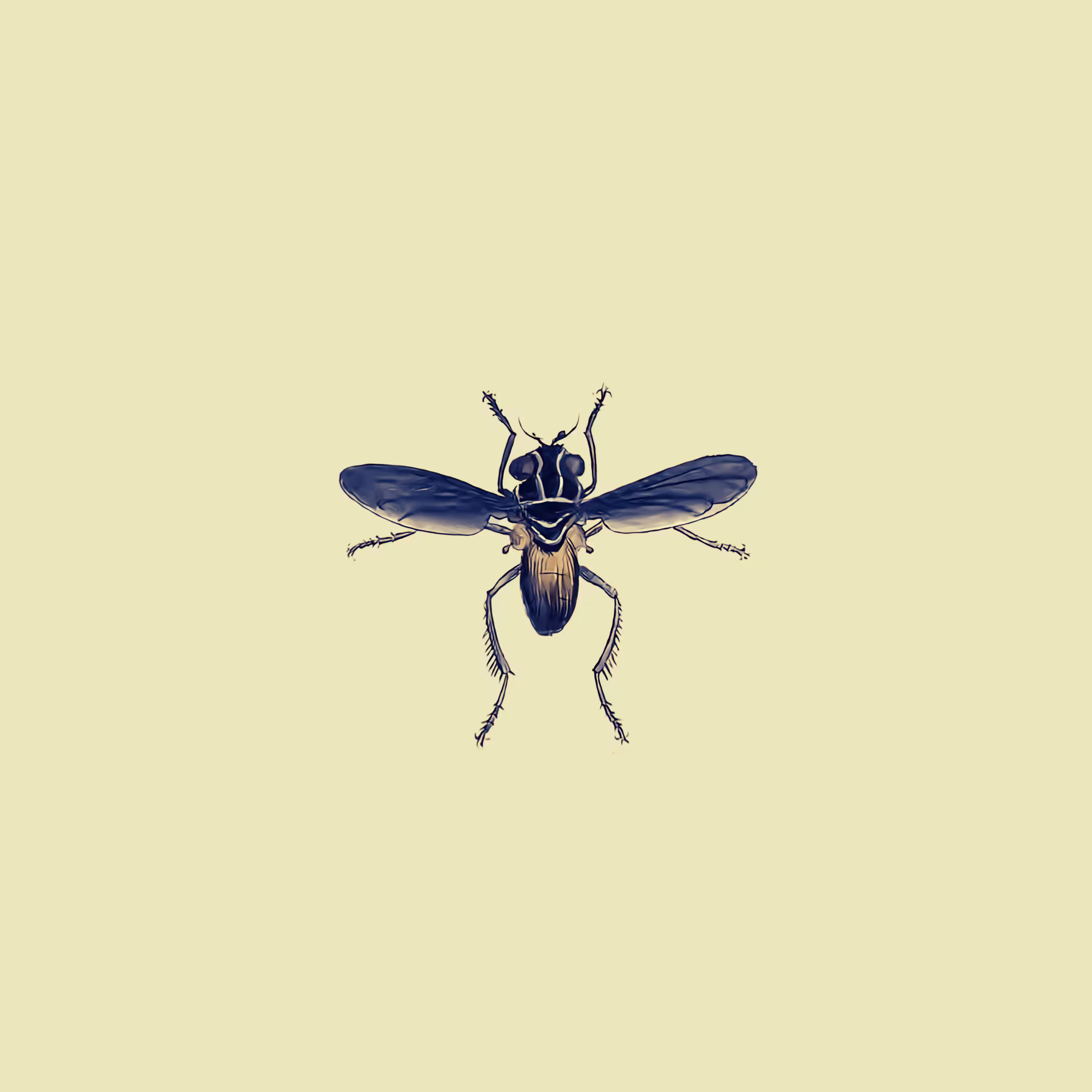 #015 Trichopoda Pennipes