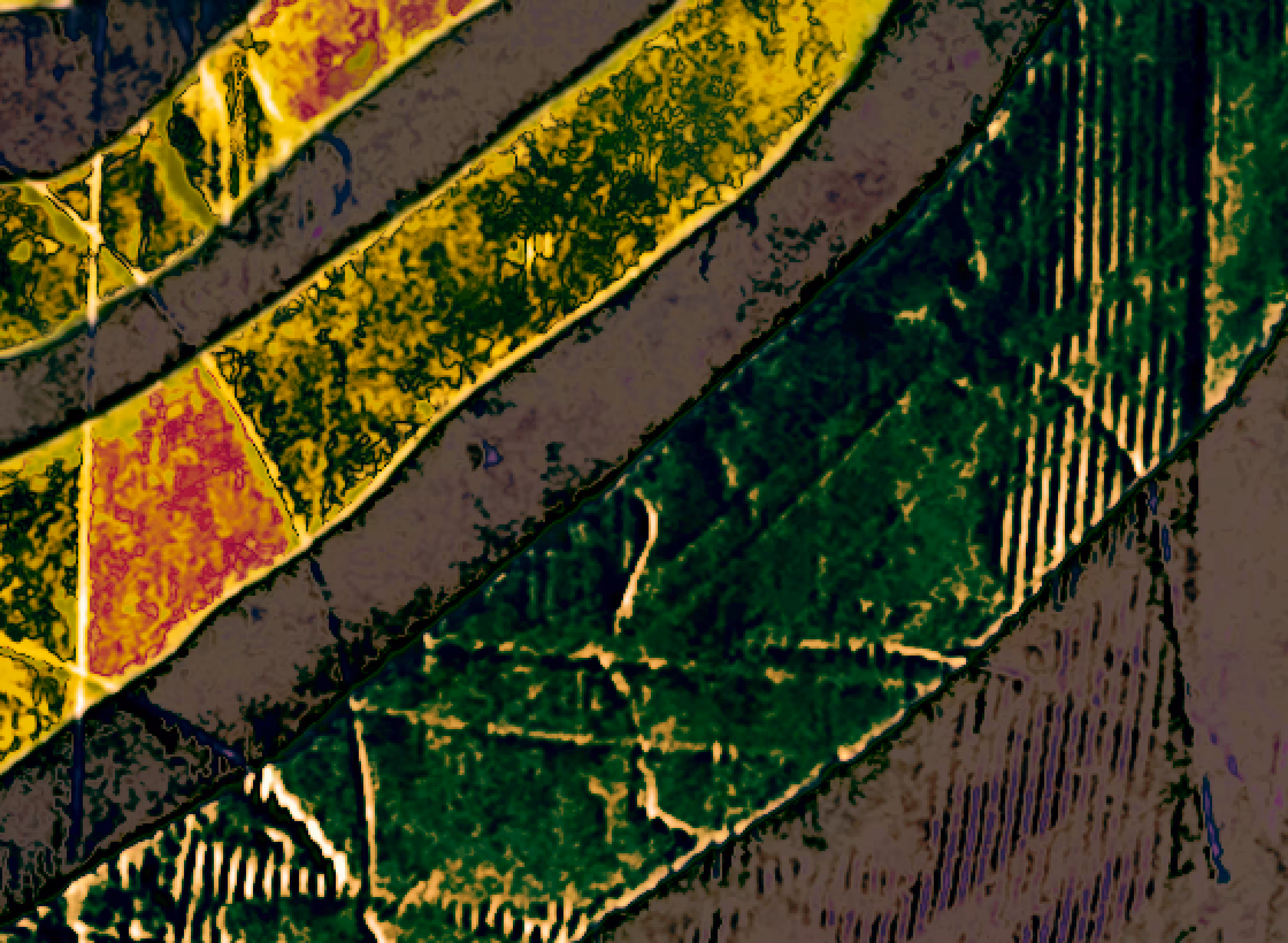whirled territory #5