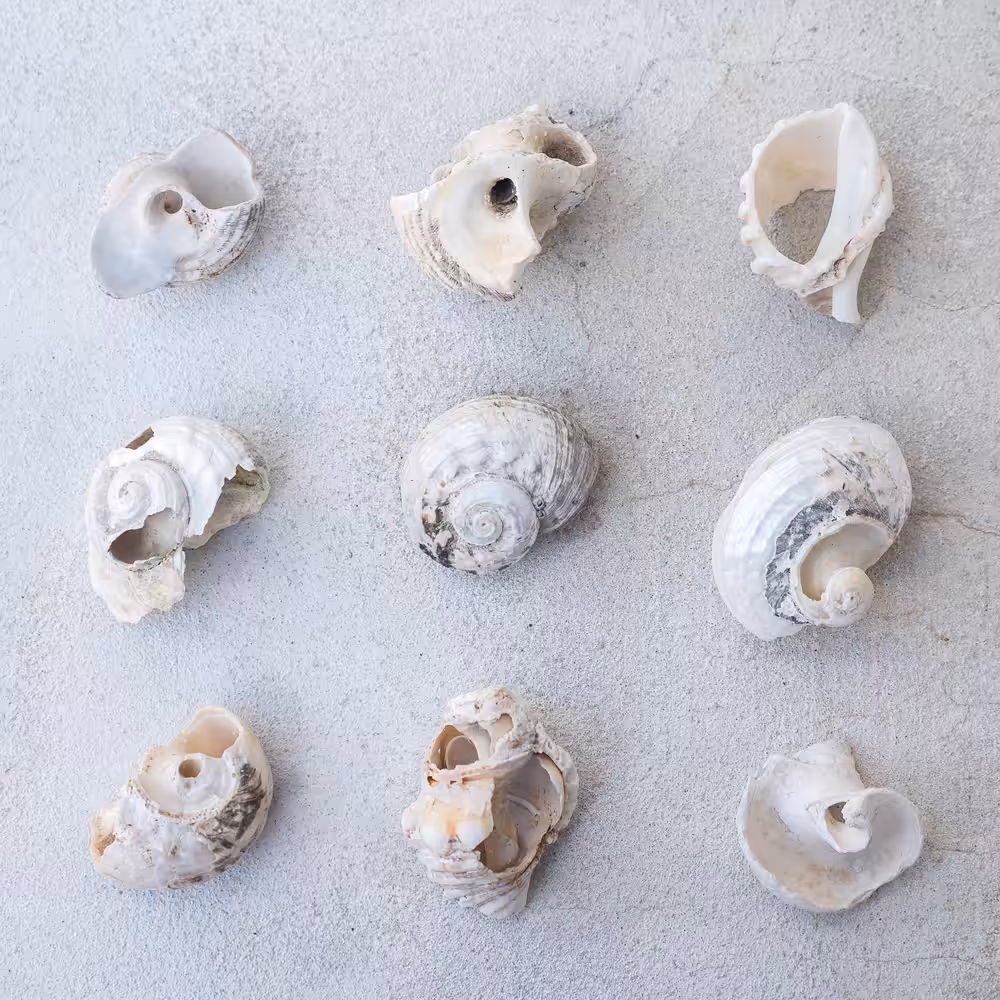 Spirals of Time.