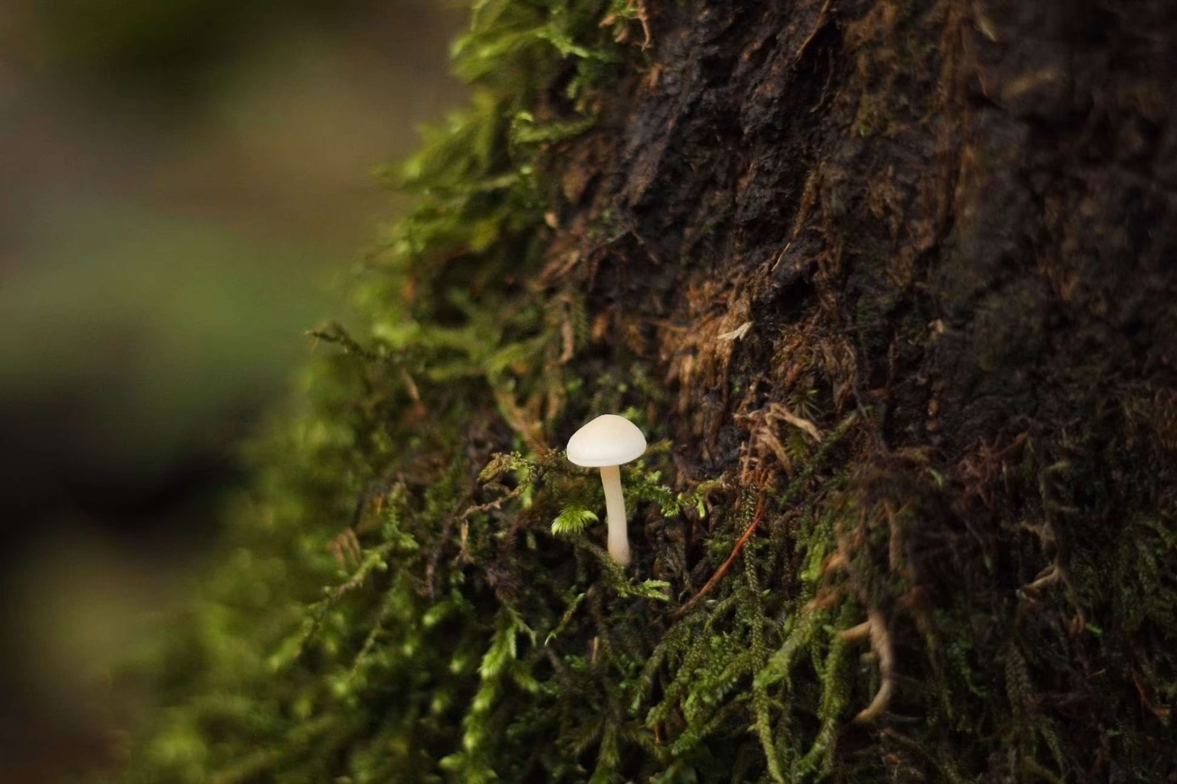 Wild White