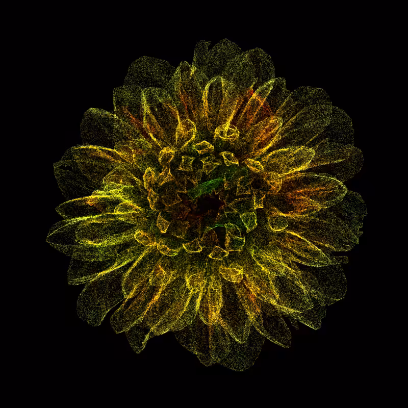 Dahlia Pinnata 30 #267