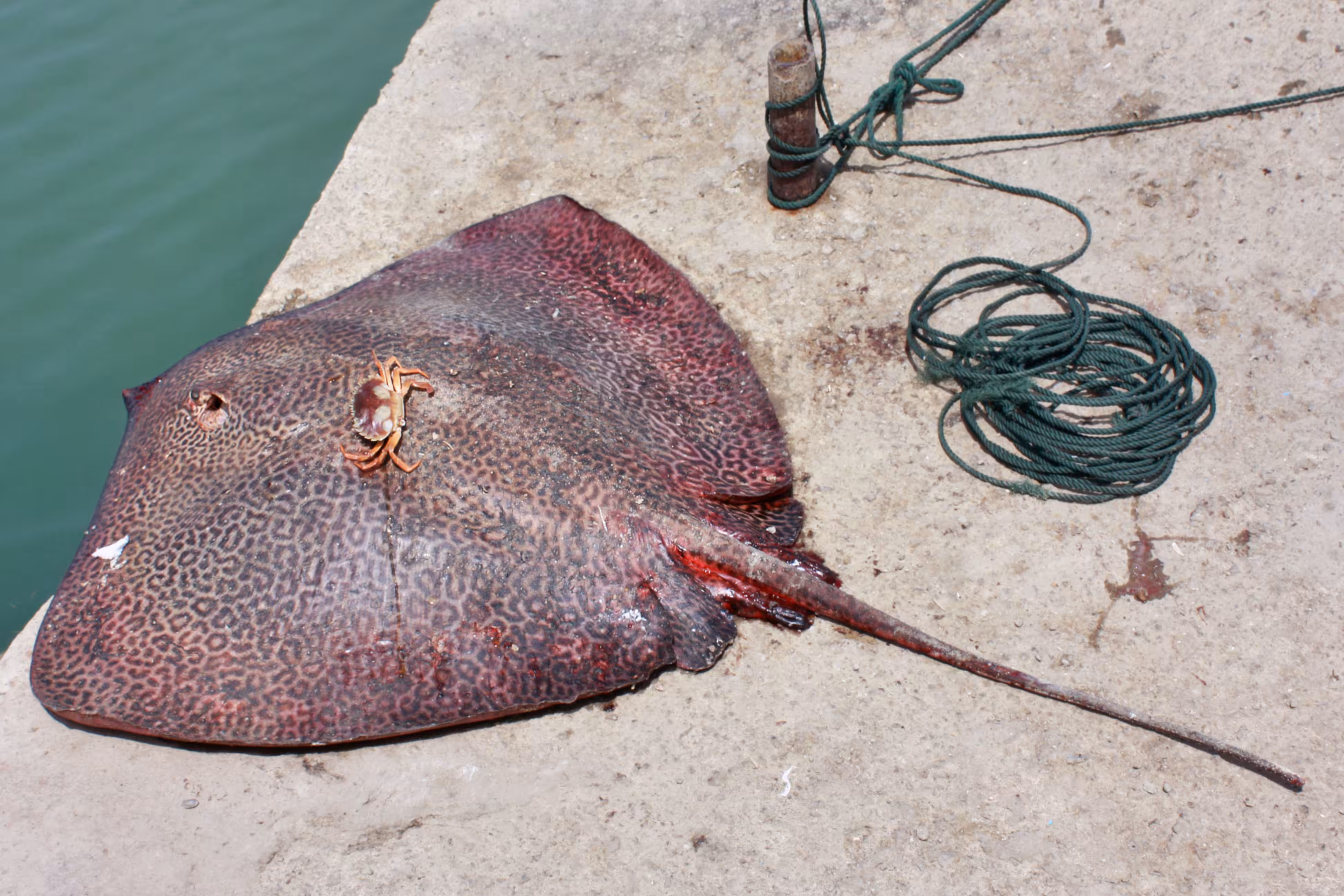 Skate and Crab