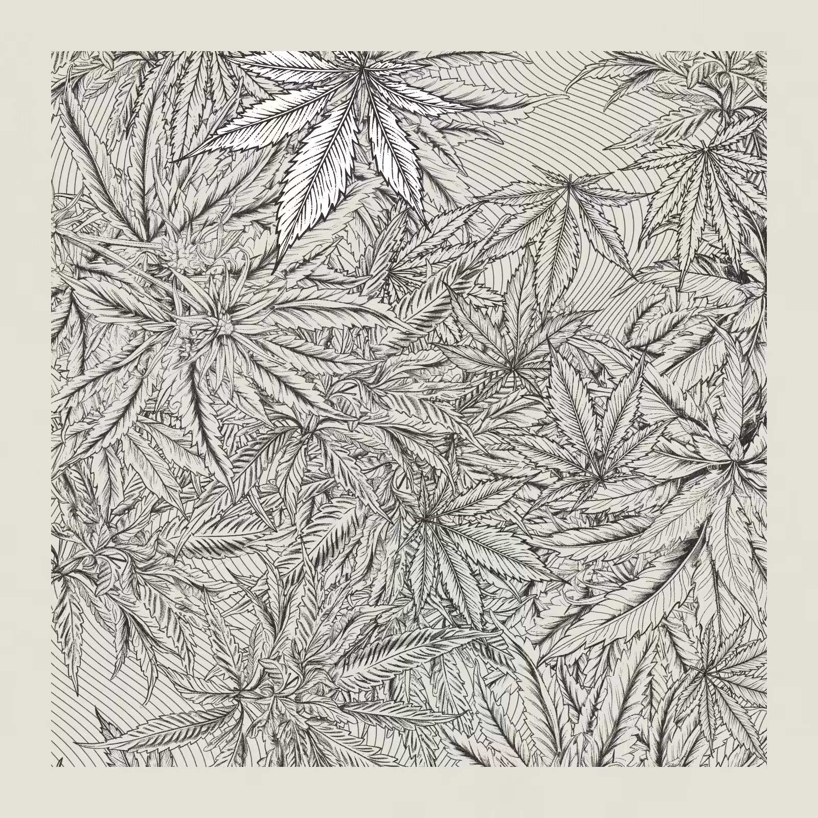 zancannabis #74