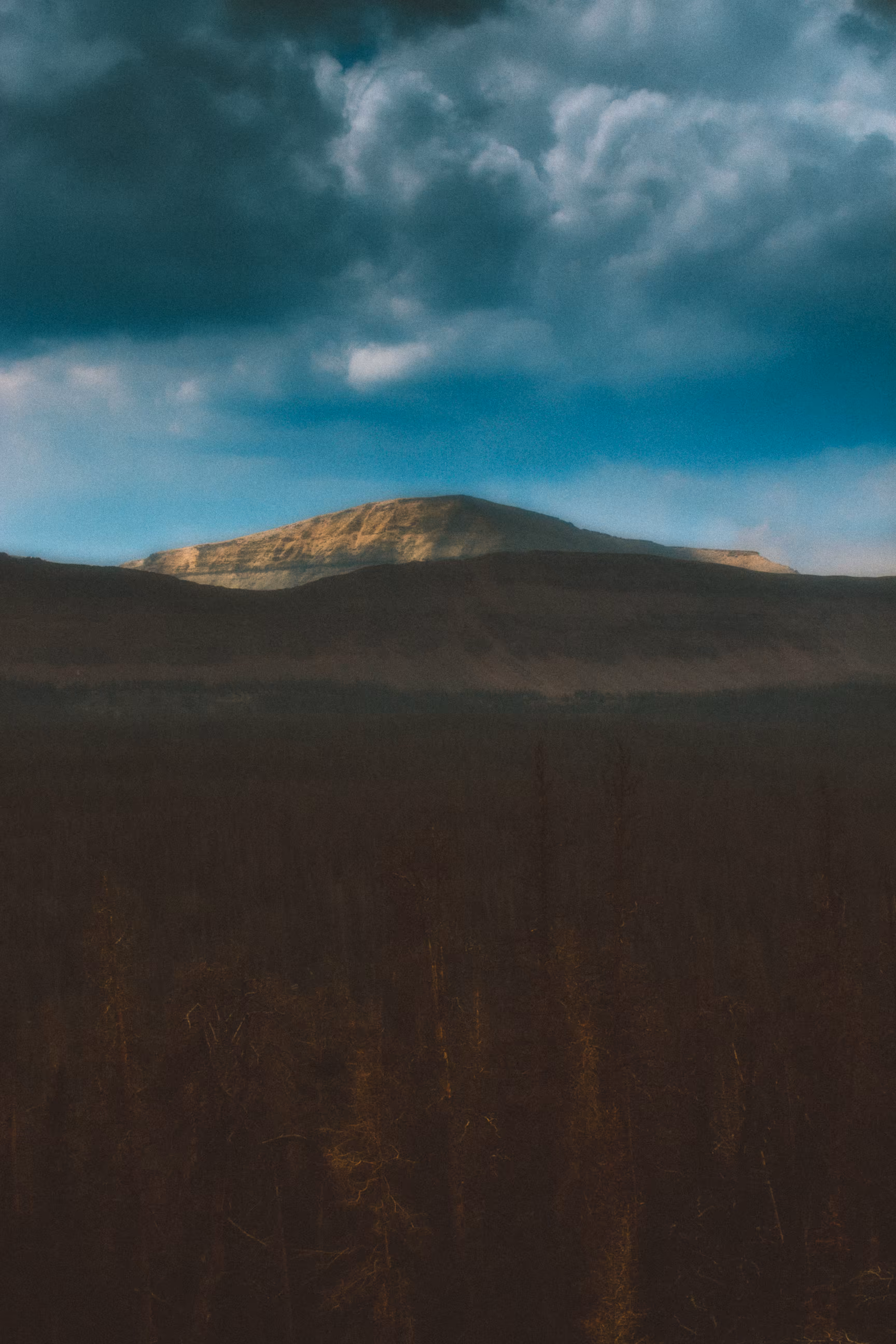 Wooded Wasteland