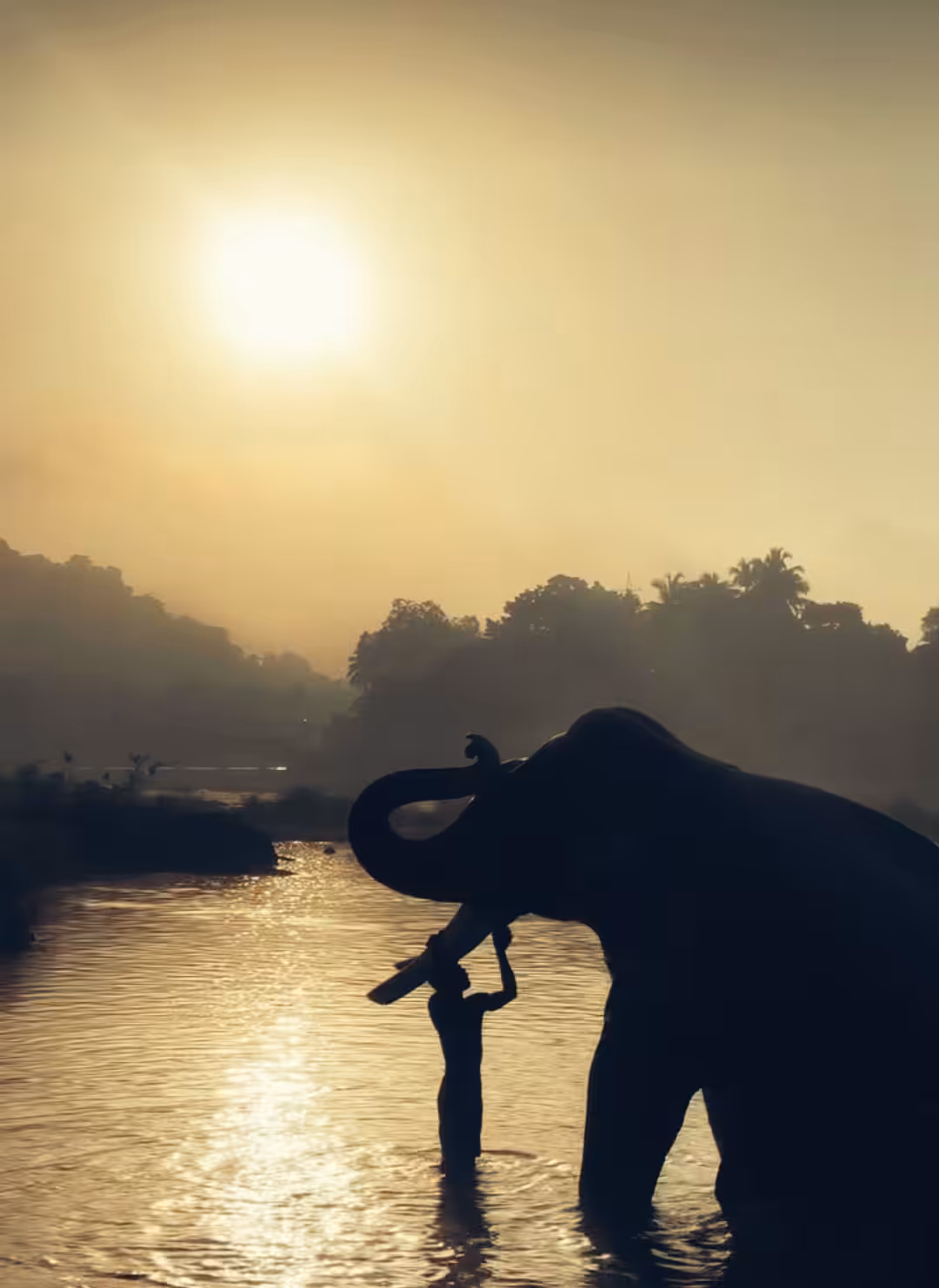 The Majestic