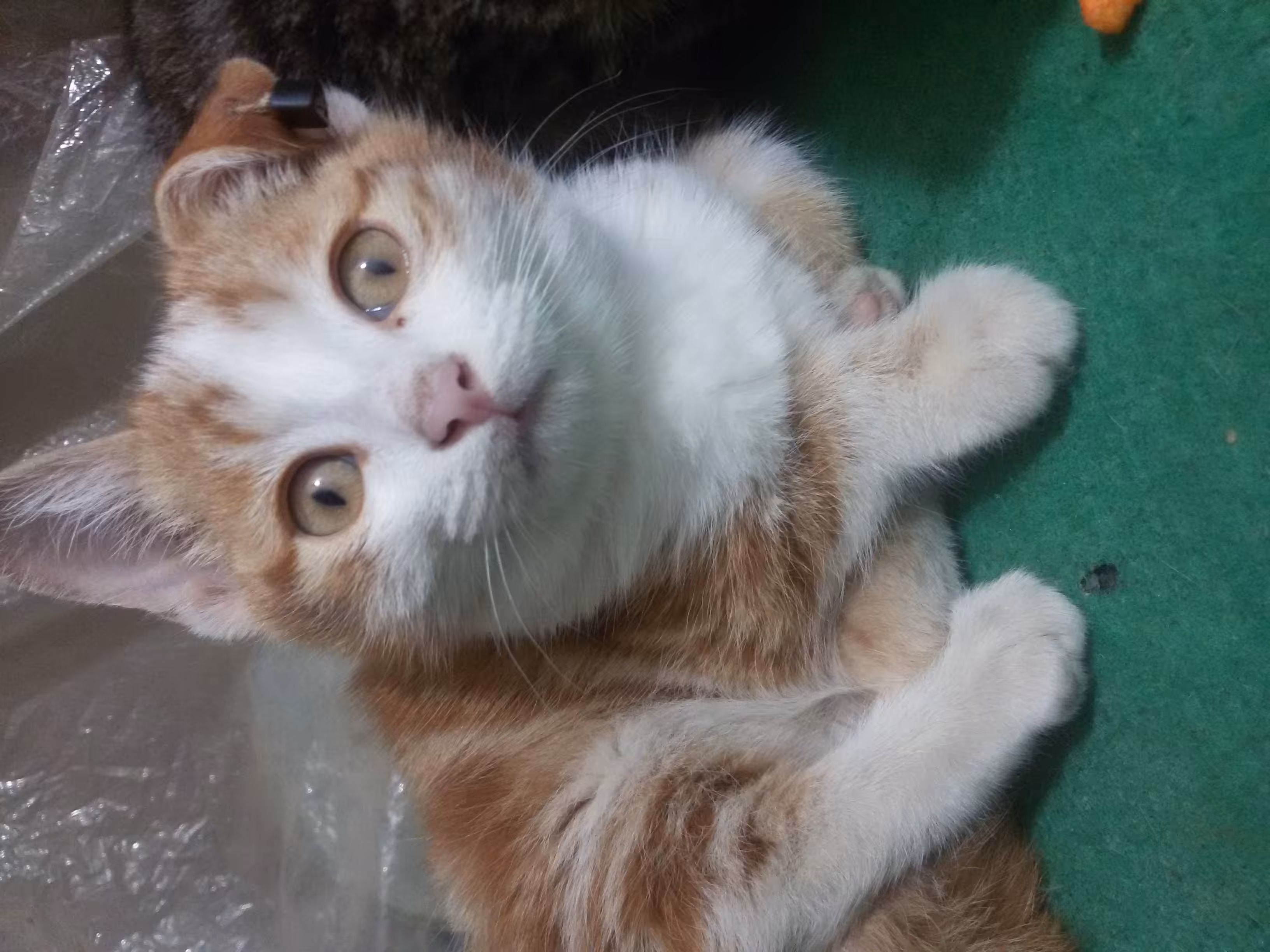 ✨️CUTE CAT✨️
