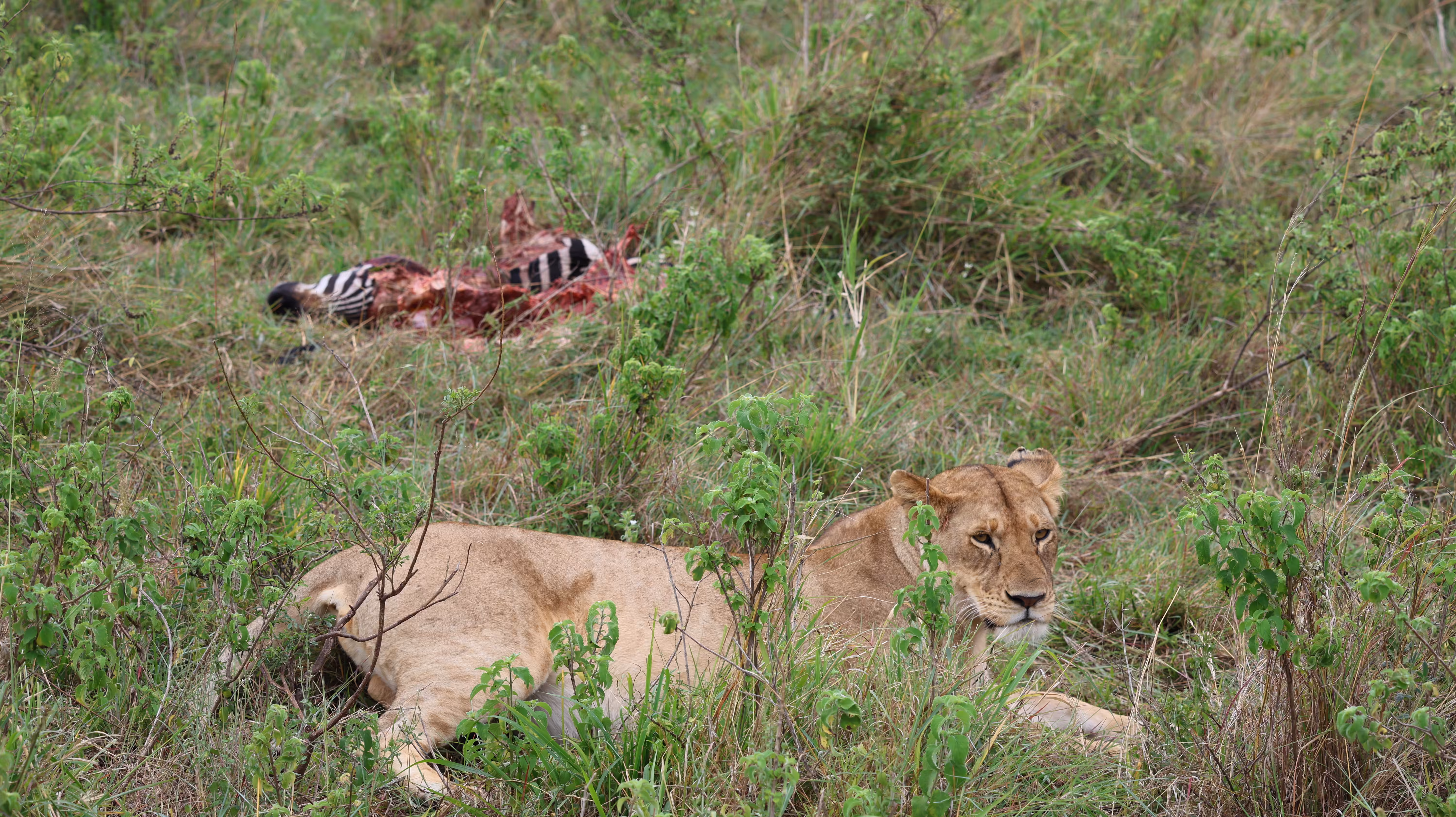 AFRICA — After the Hunt