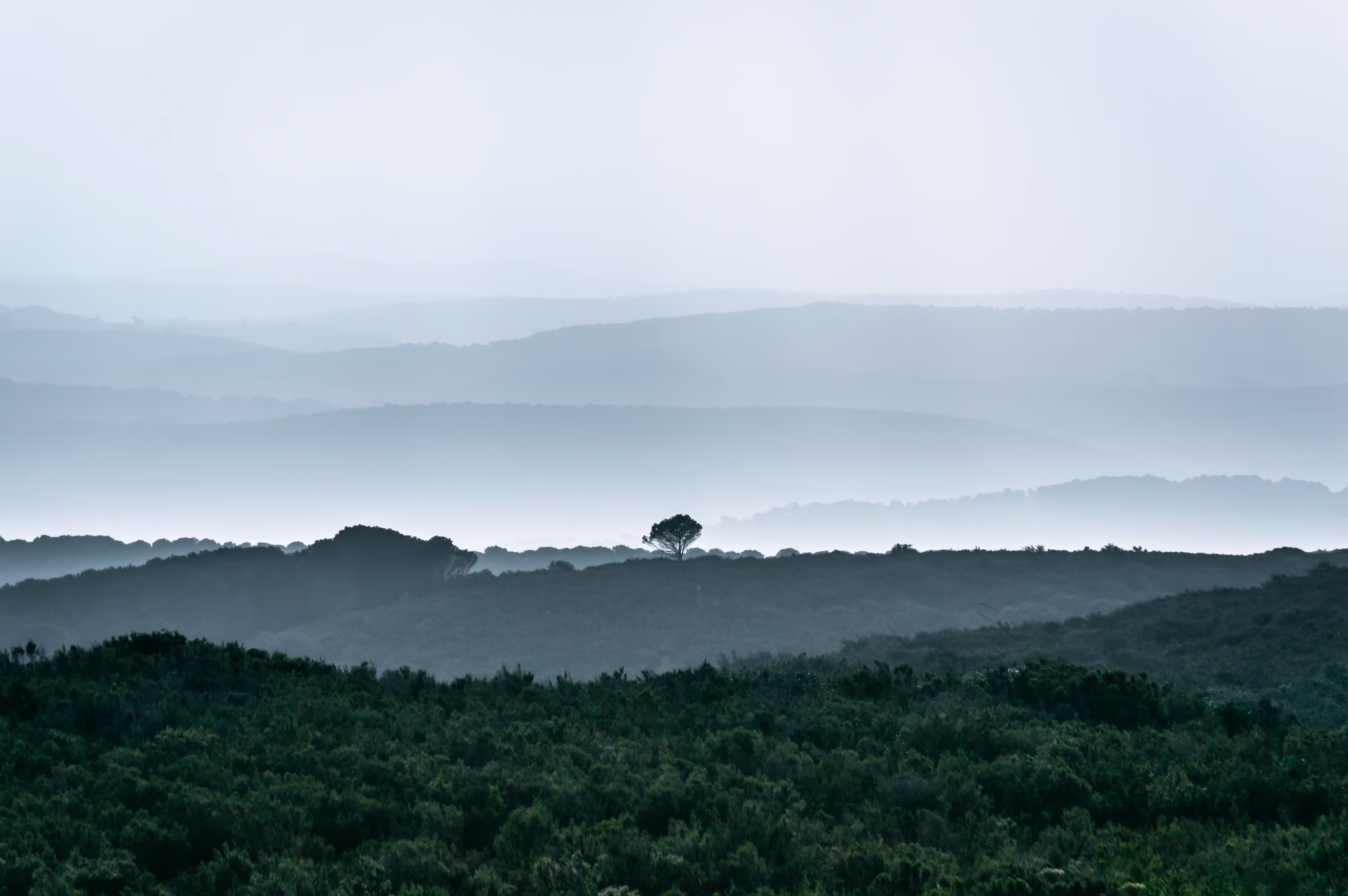 Foggy Chitana