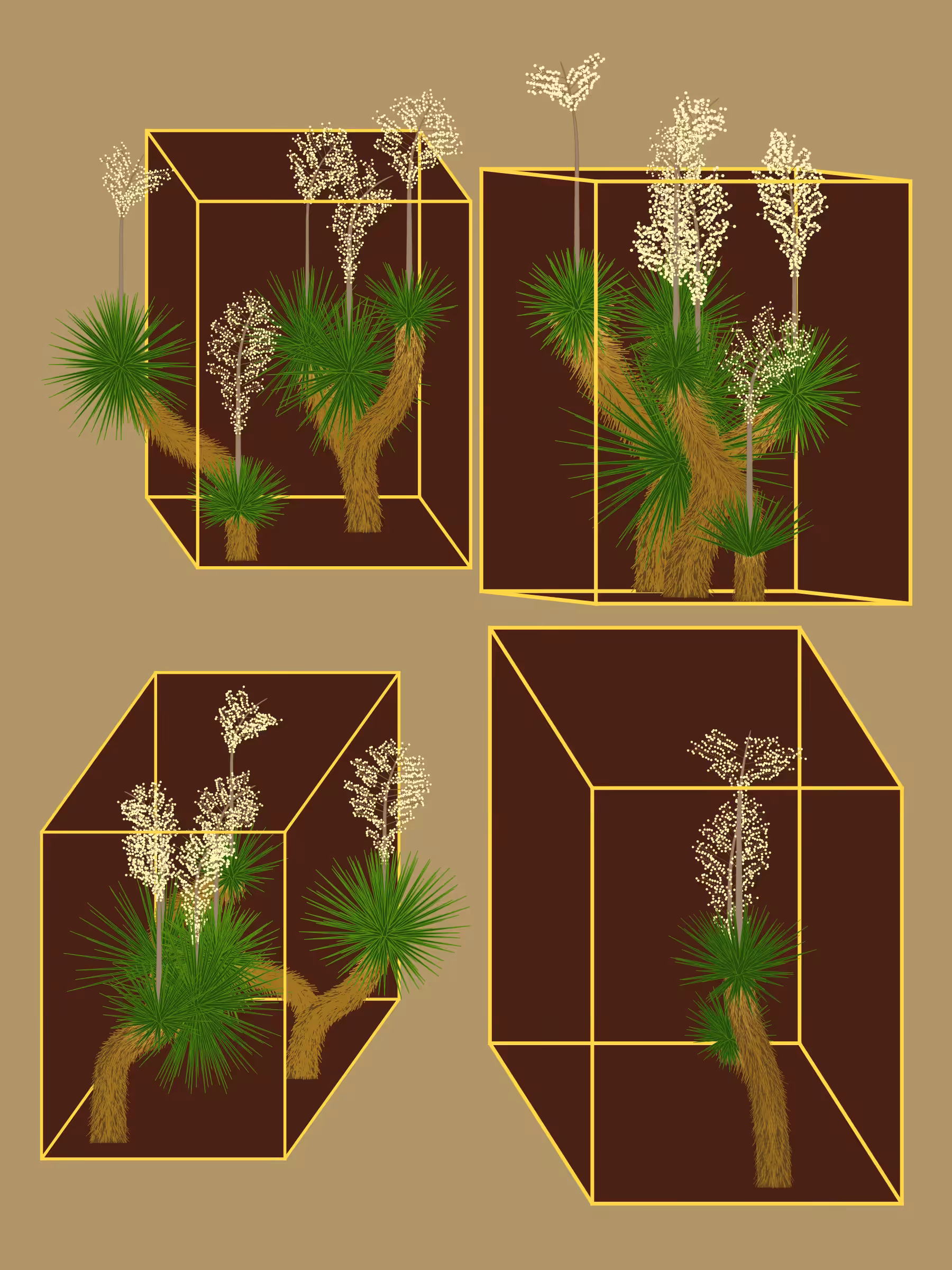 Marfa Yucca #268