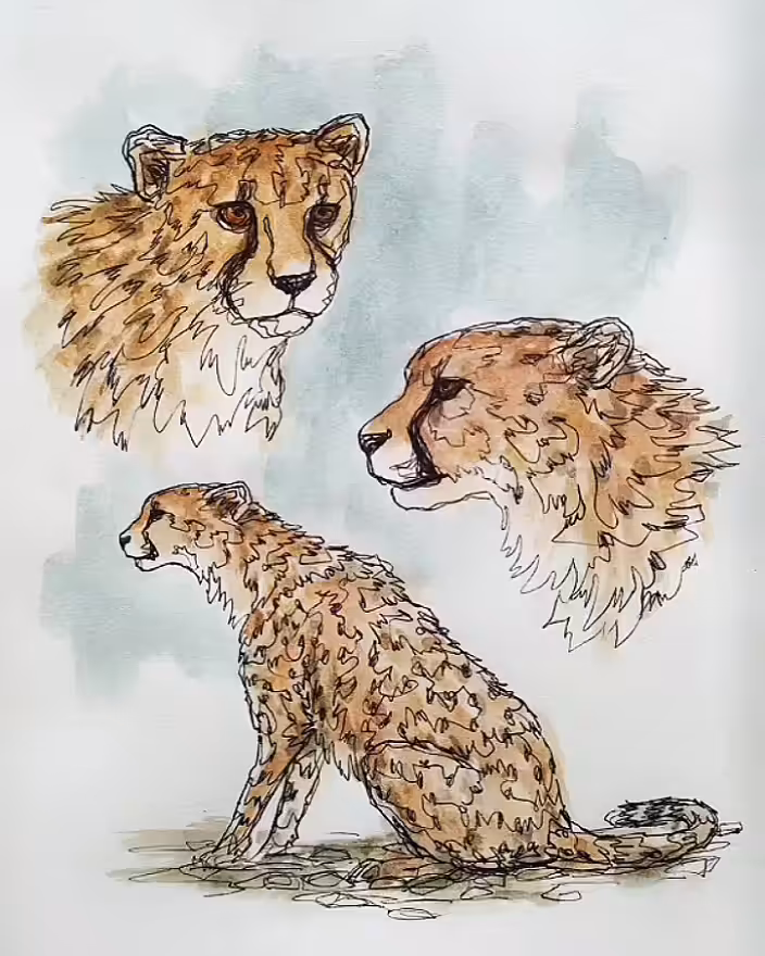 Persian Cheetah