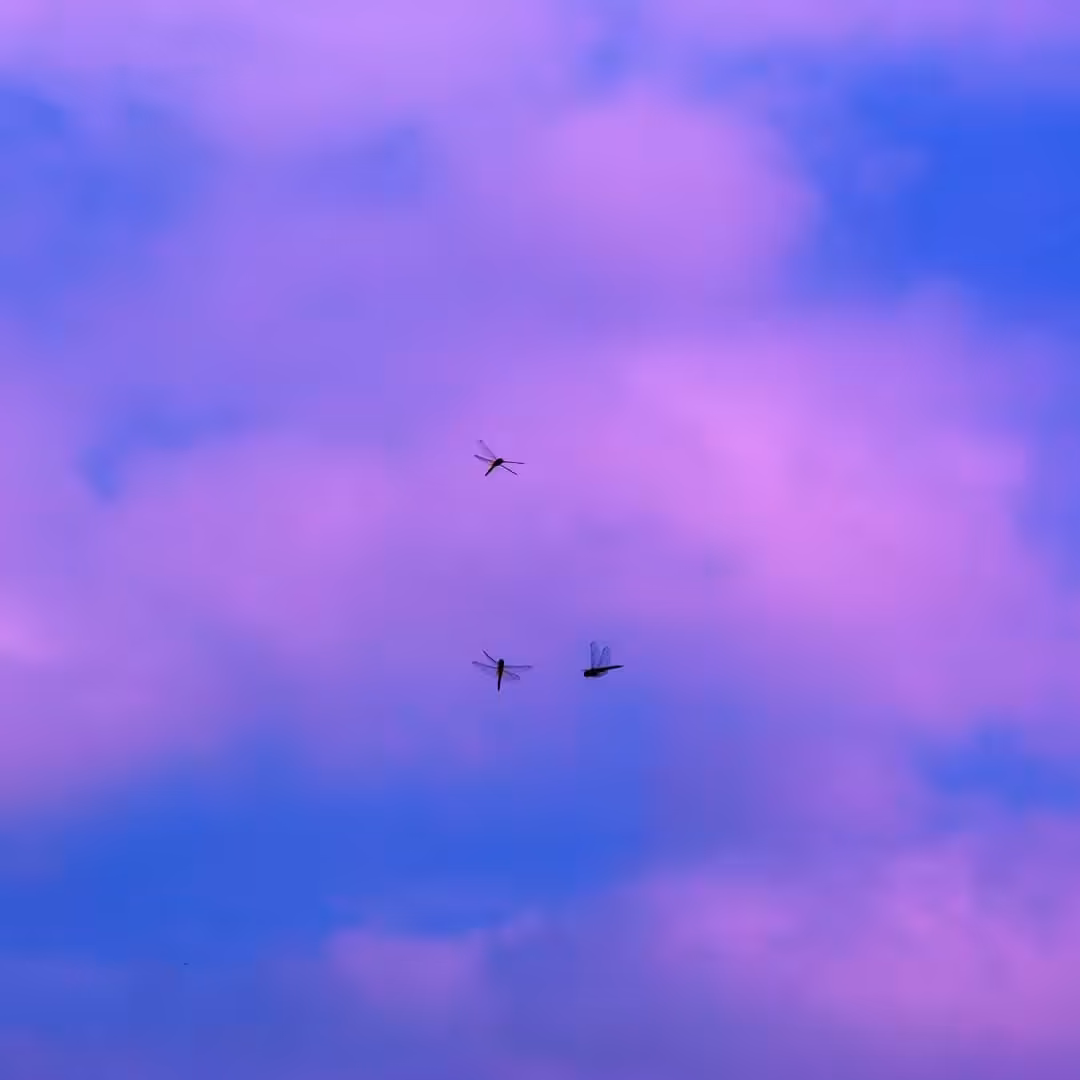 Born with Wings