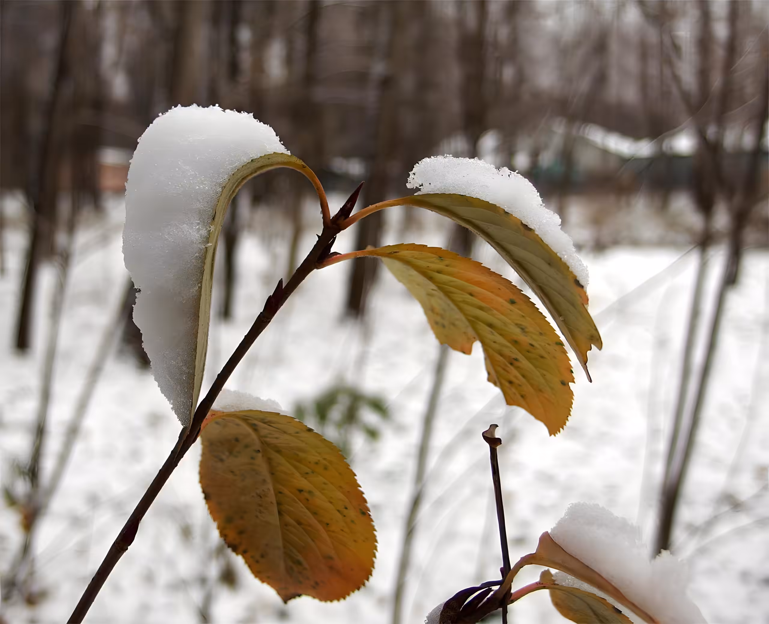 Natural: Snow