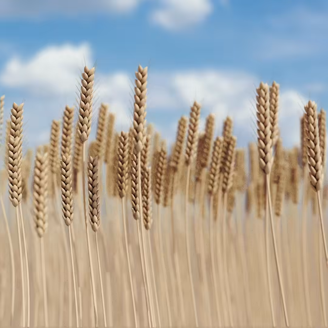 Genuary 2023: Field of Wheat