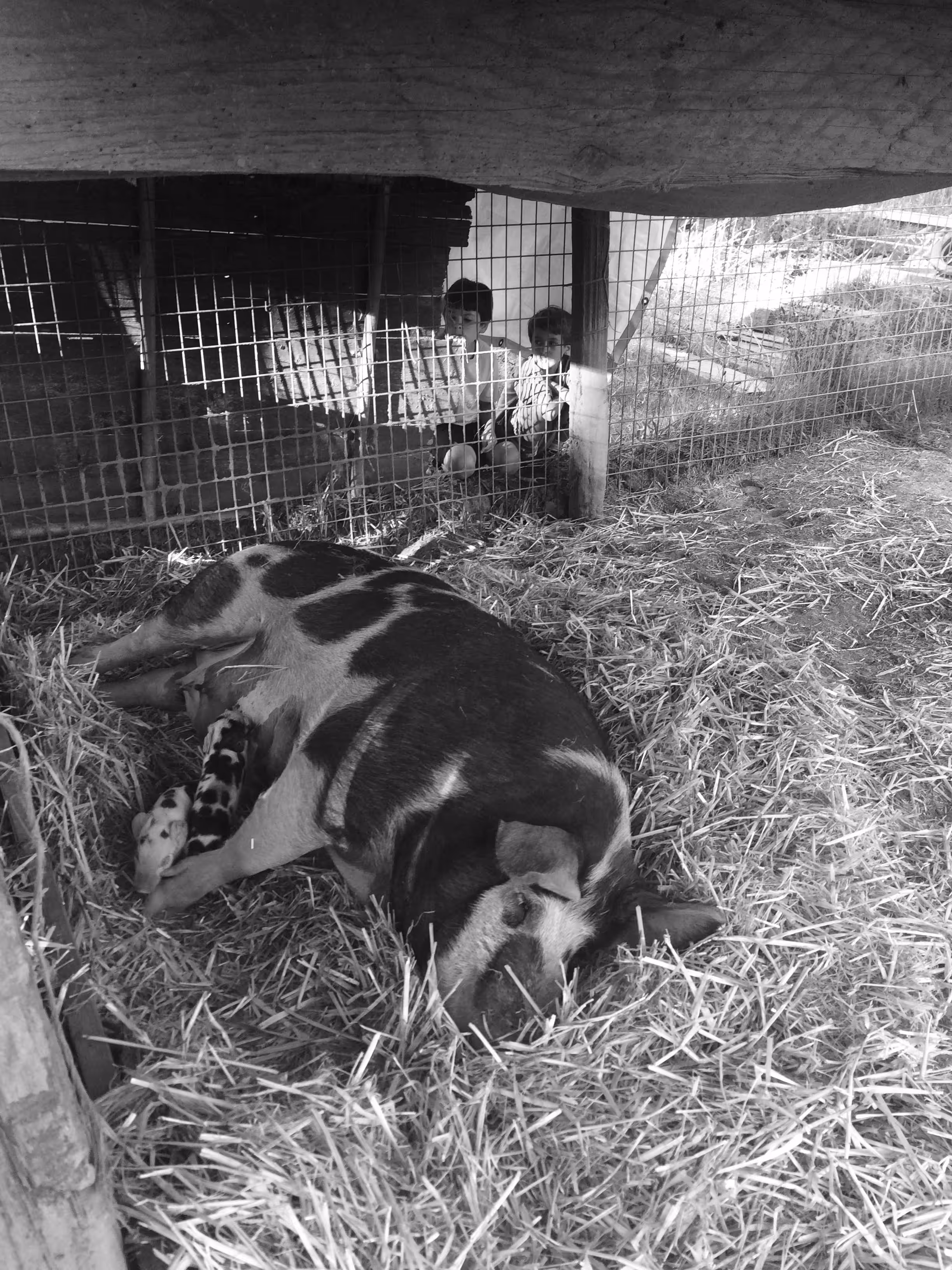 Objkt #1 pigs birth III - pig series