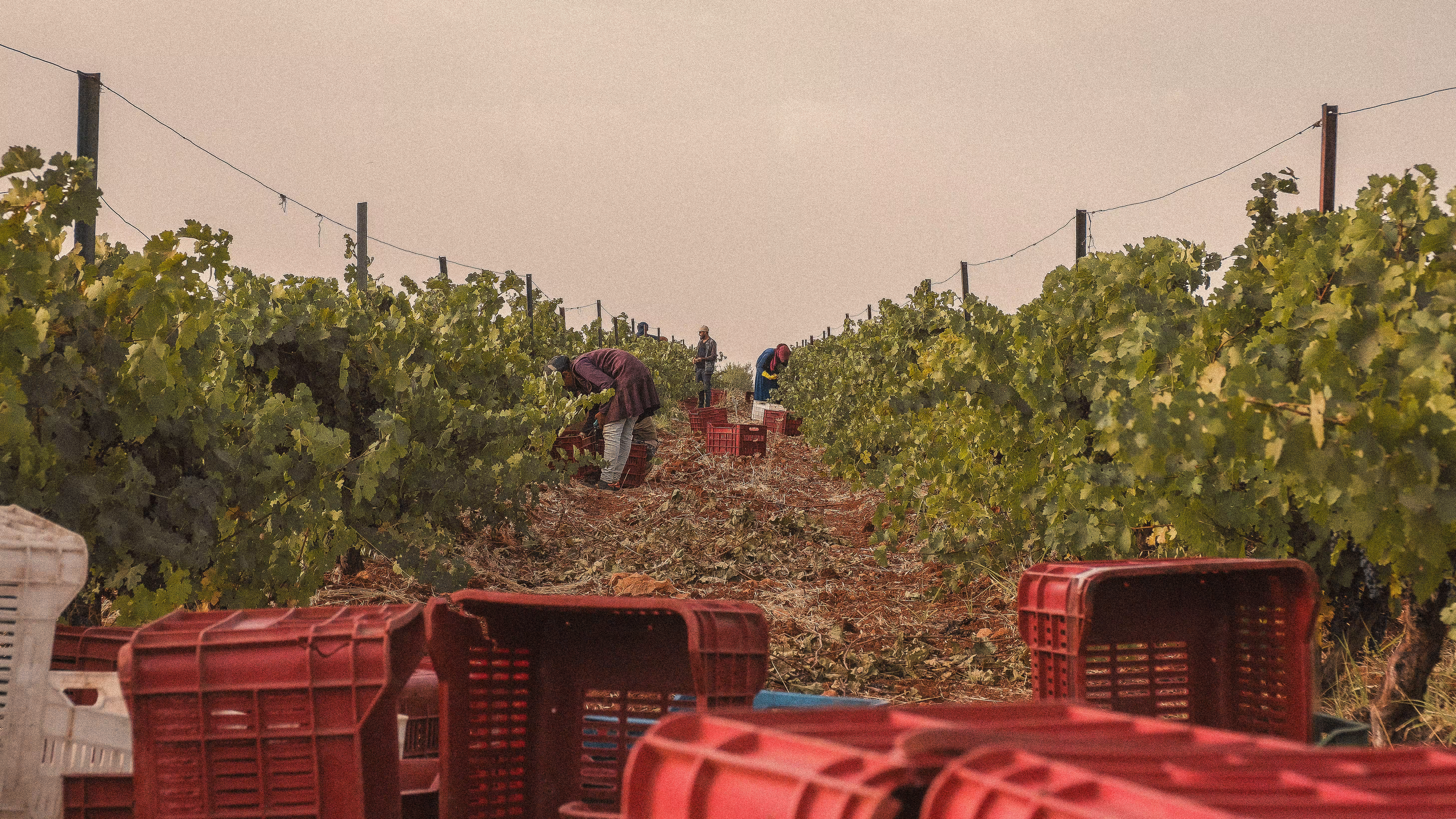 Harvest High #03