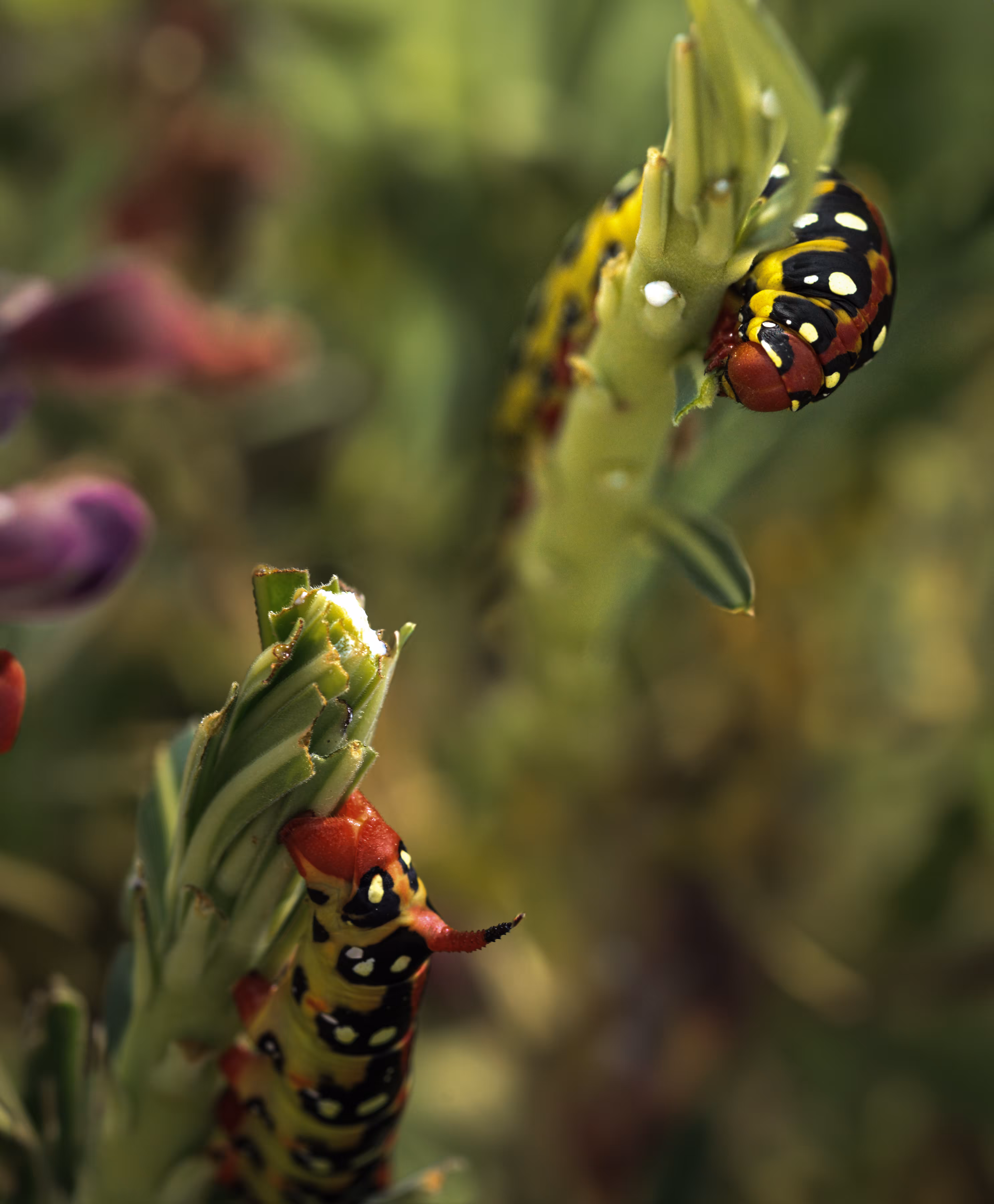 Spurge Hawk Caterpilar 