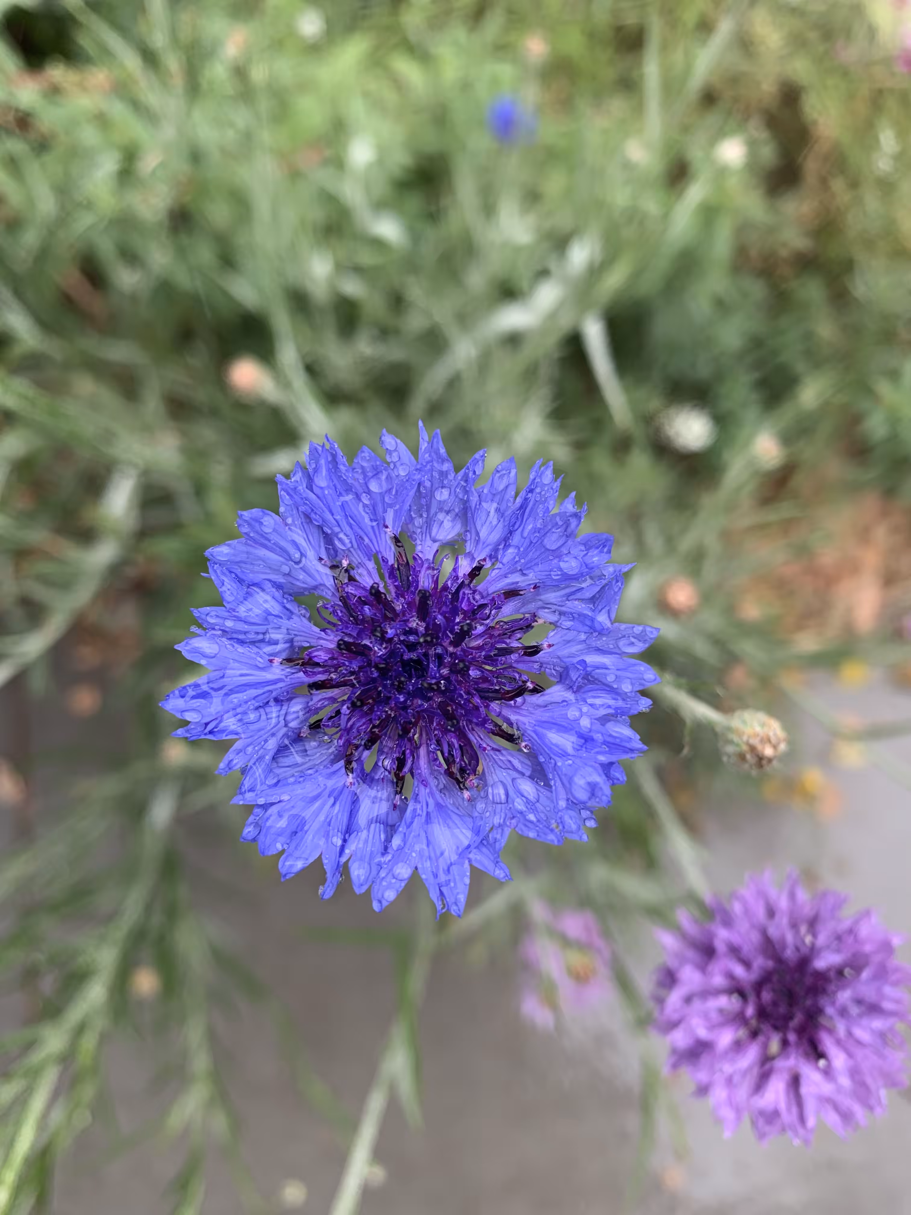 004/004