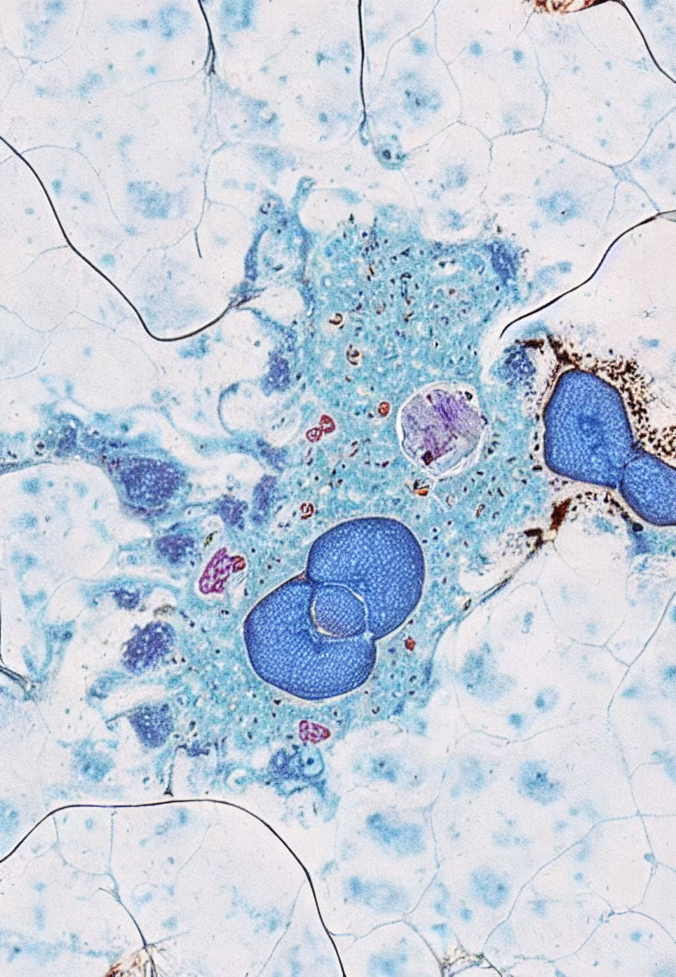 Histologia In Silico #241