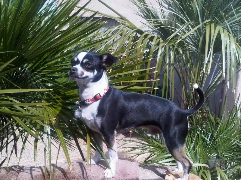 Sparky The Great