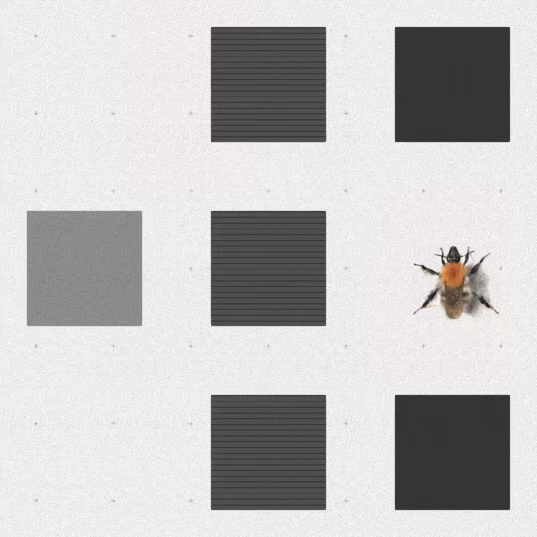 Bee #89