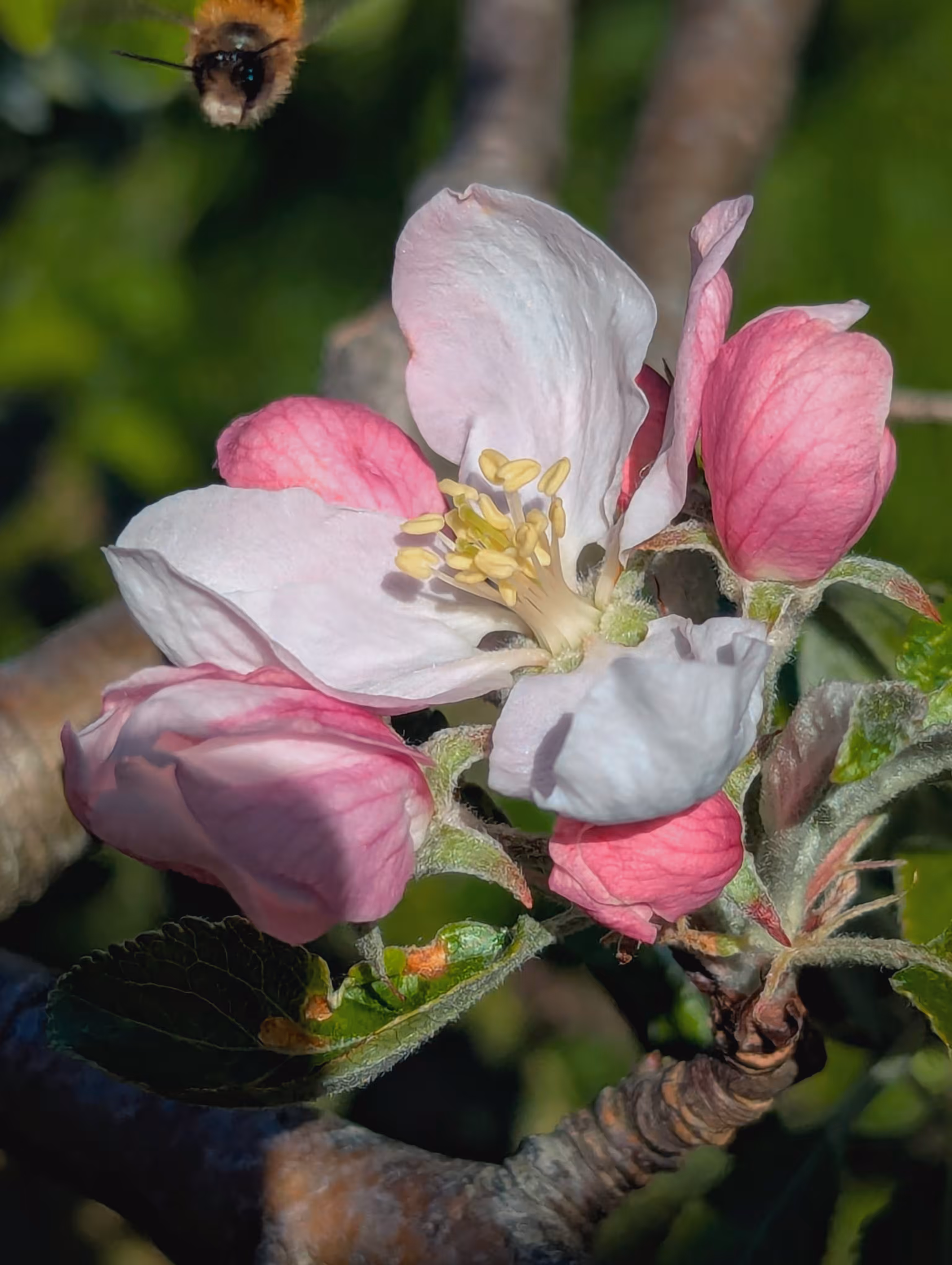 Luke_0x1 Photography : Apple blossom trees