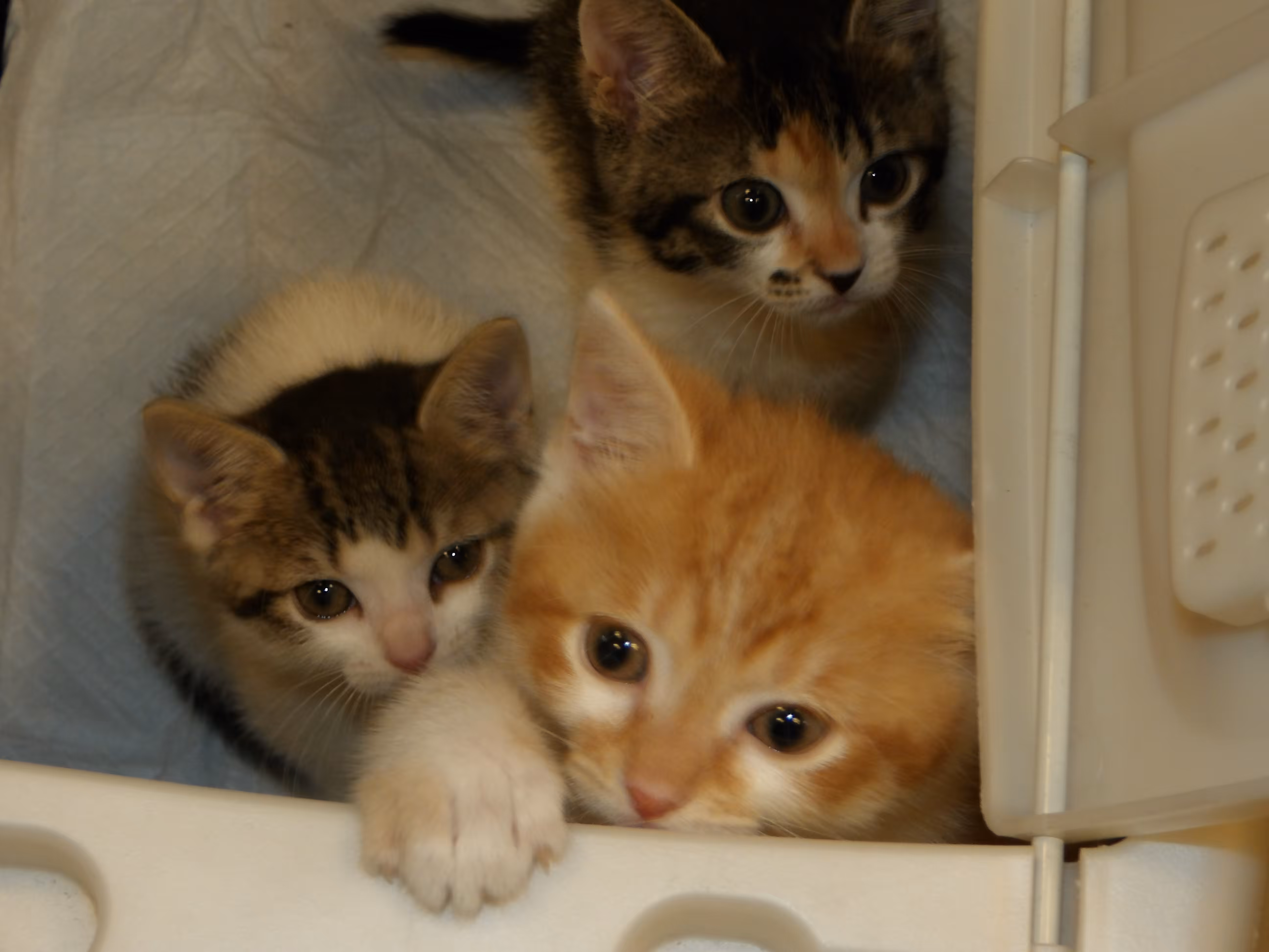 Eyes of the Kittens