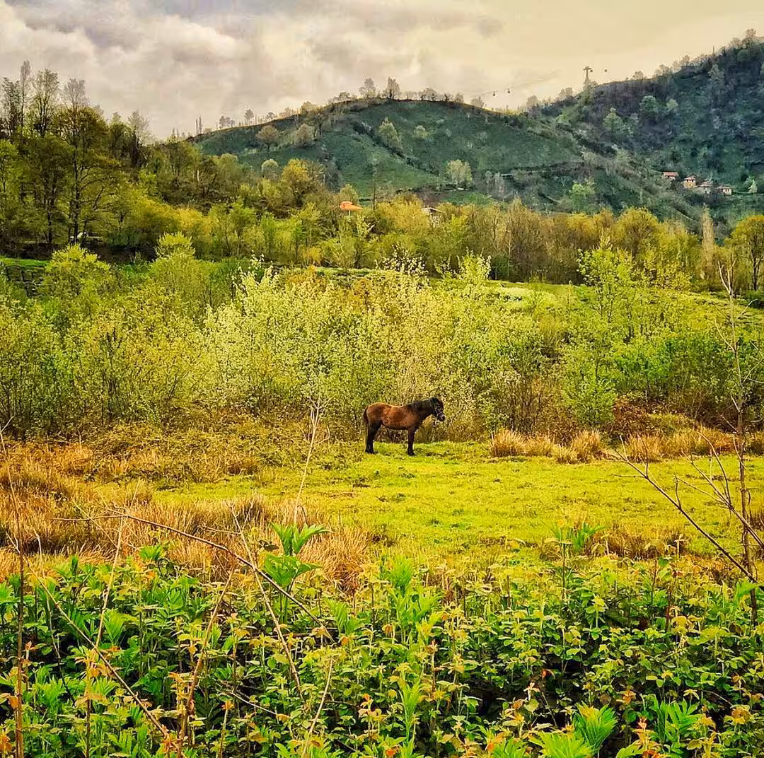 Horse