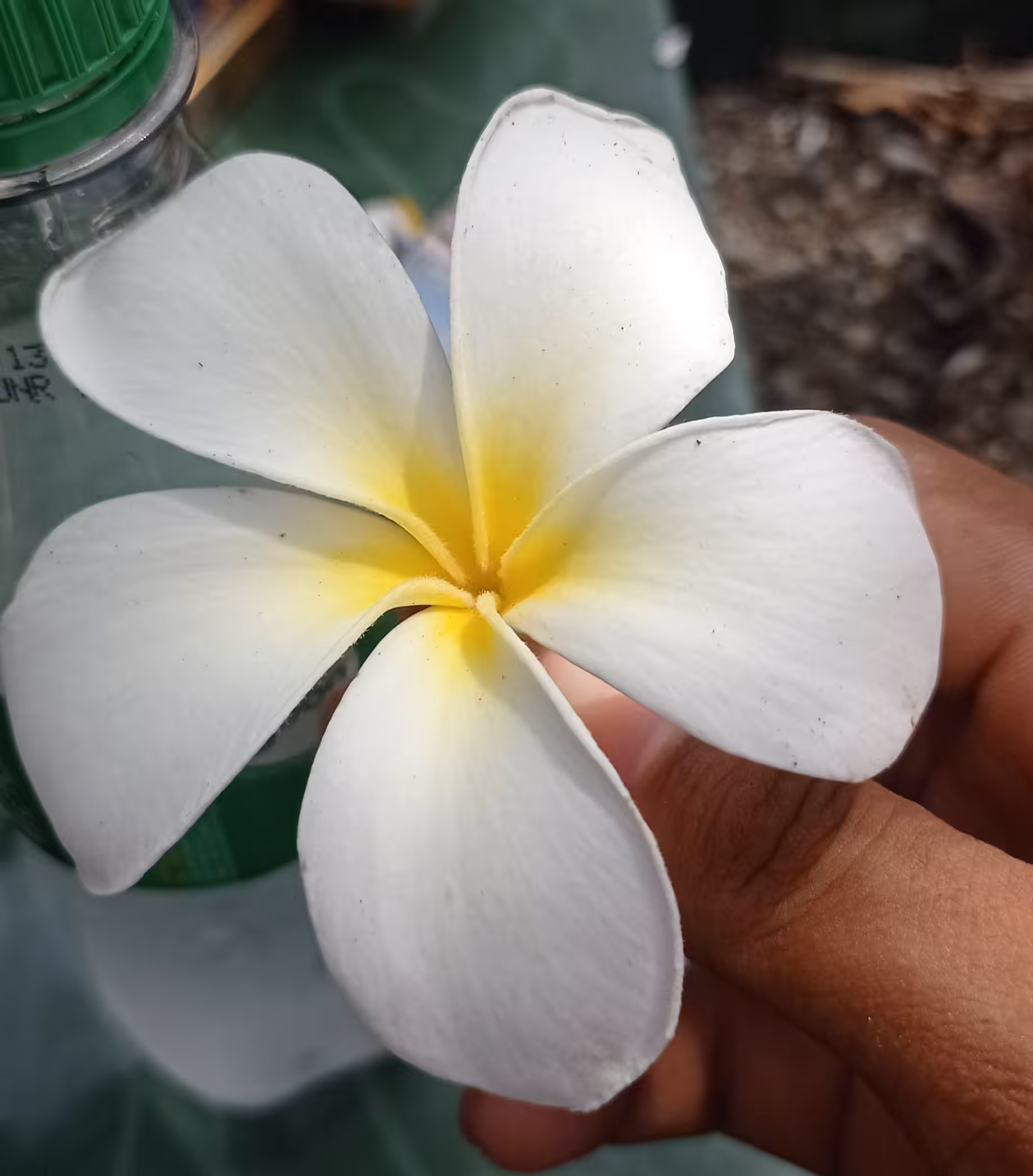 Kamboja Flower