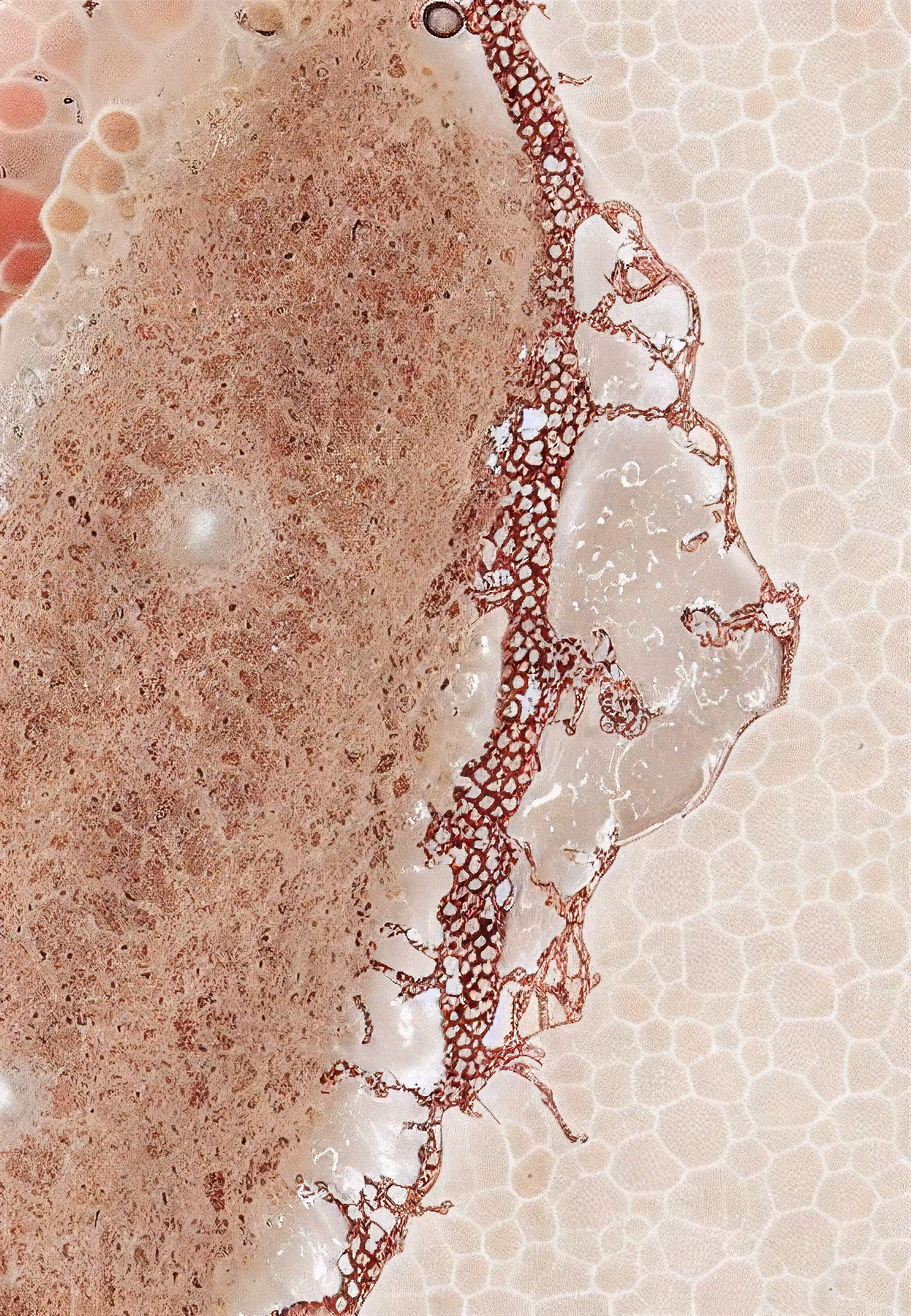 In Vivo, In Vitro, In Silico: Histologia In Silico #38