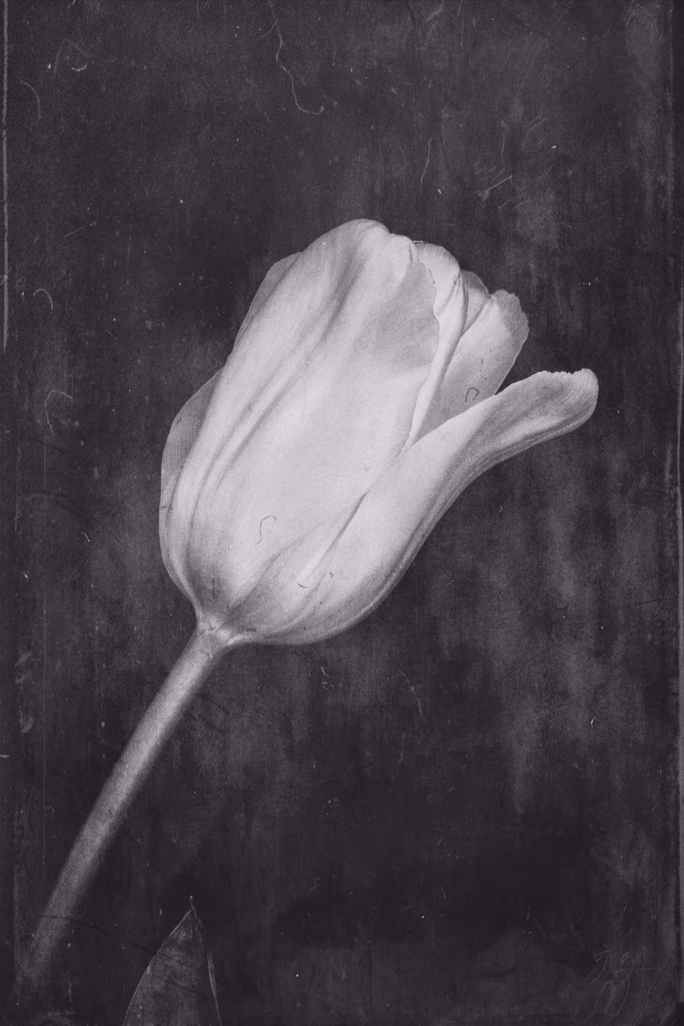 Rodeo post #545: You Liked Tulips