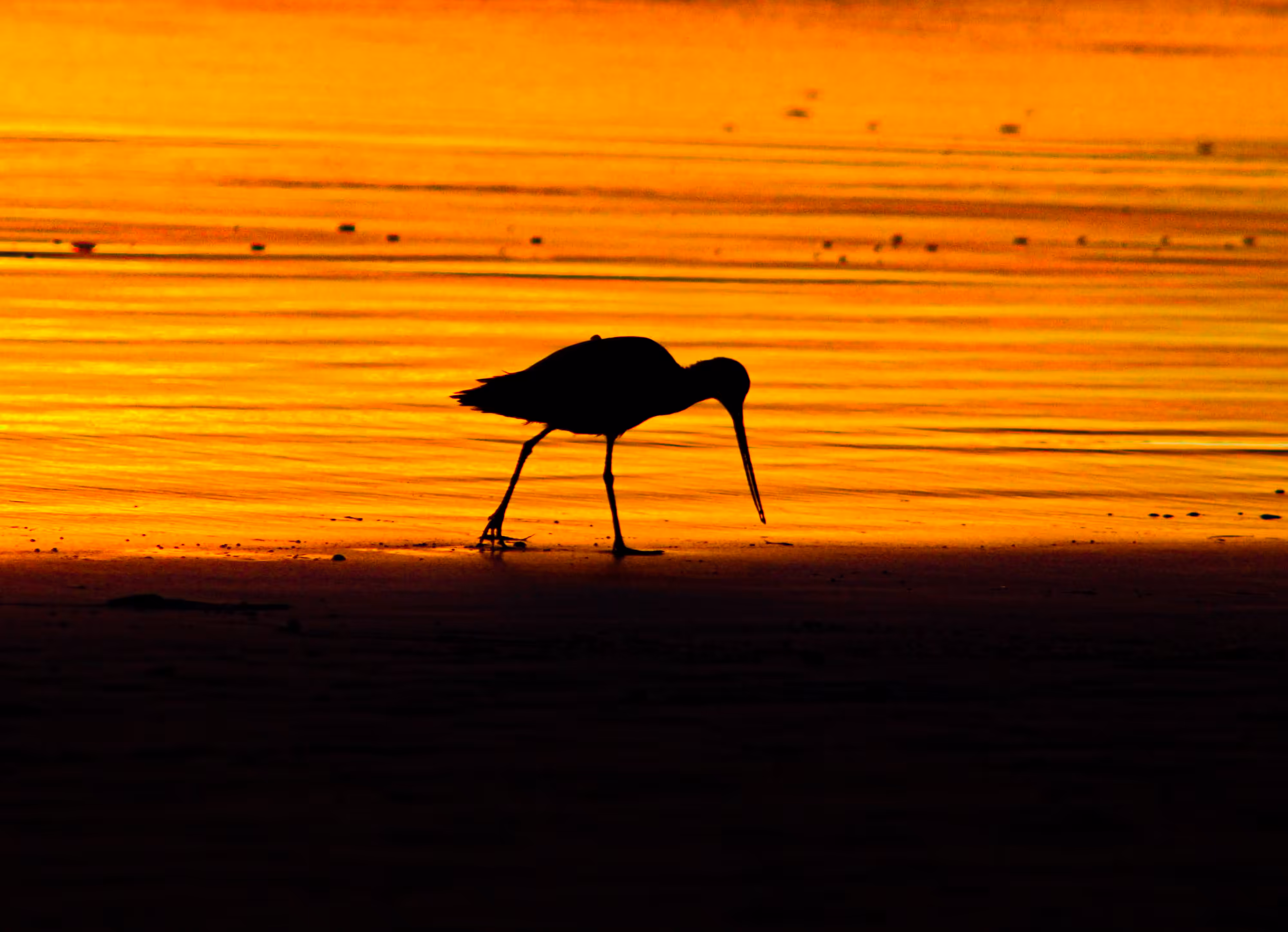 Bird on the Water Silhouette