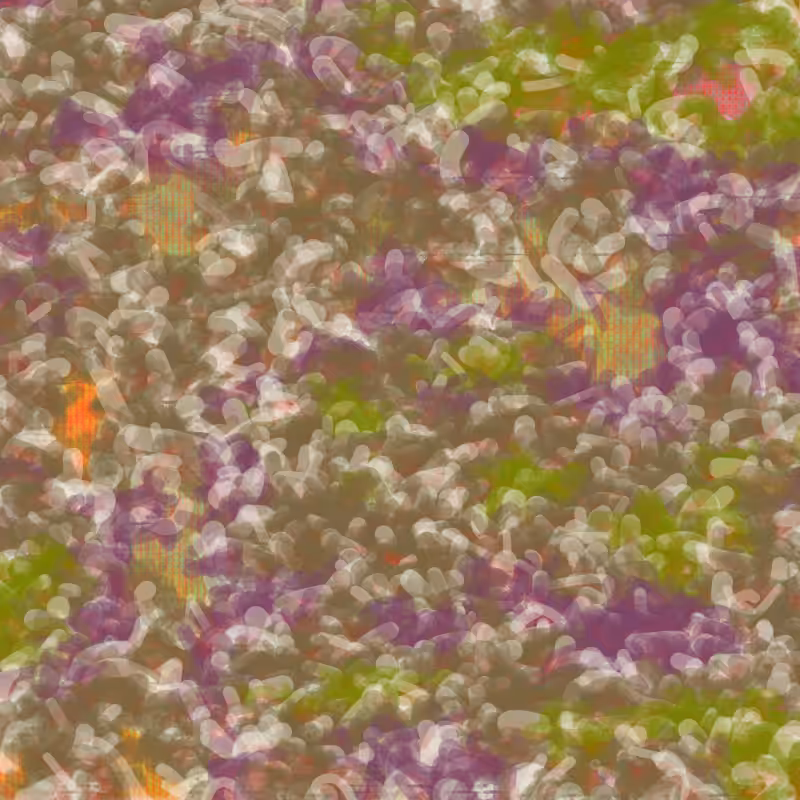 Petri 1500 #1446