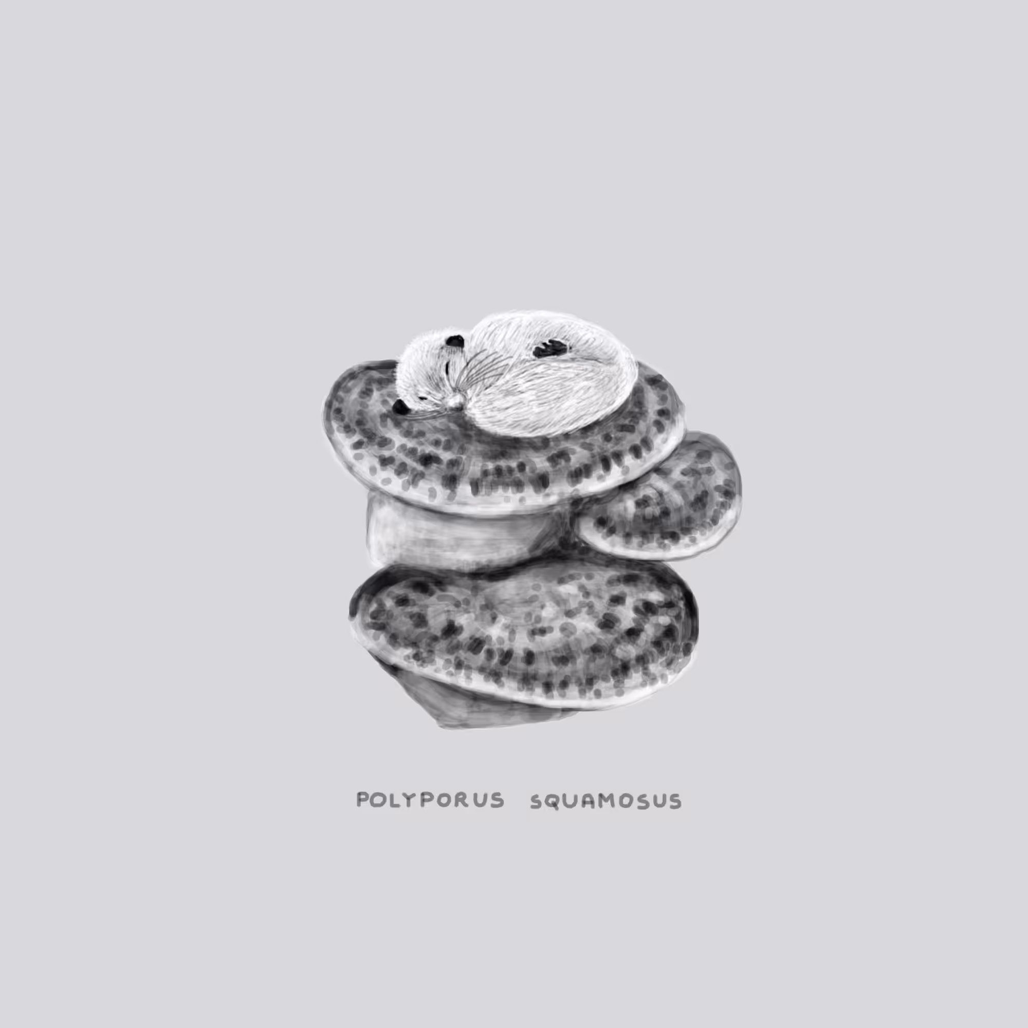 #21 SLEEP - Polyporus Squamosus