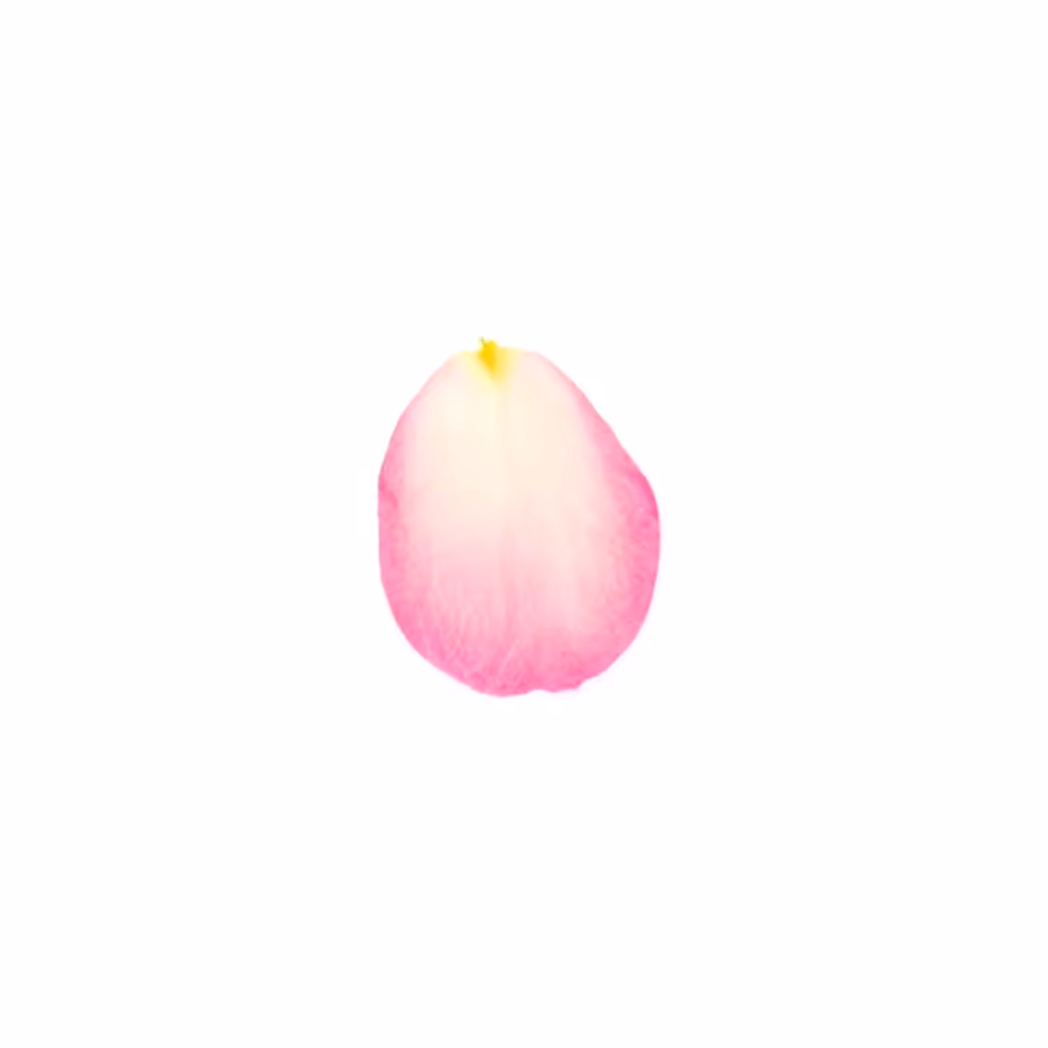 Infinite Petals 1x1#117