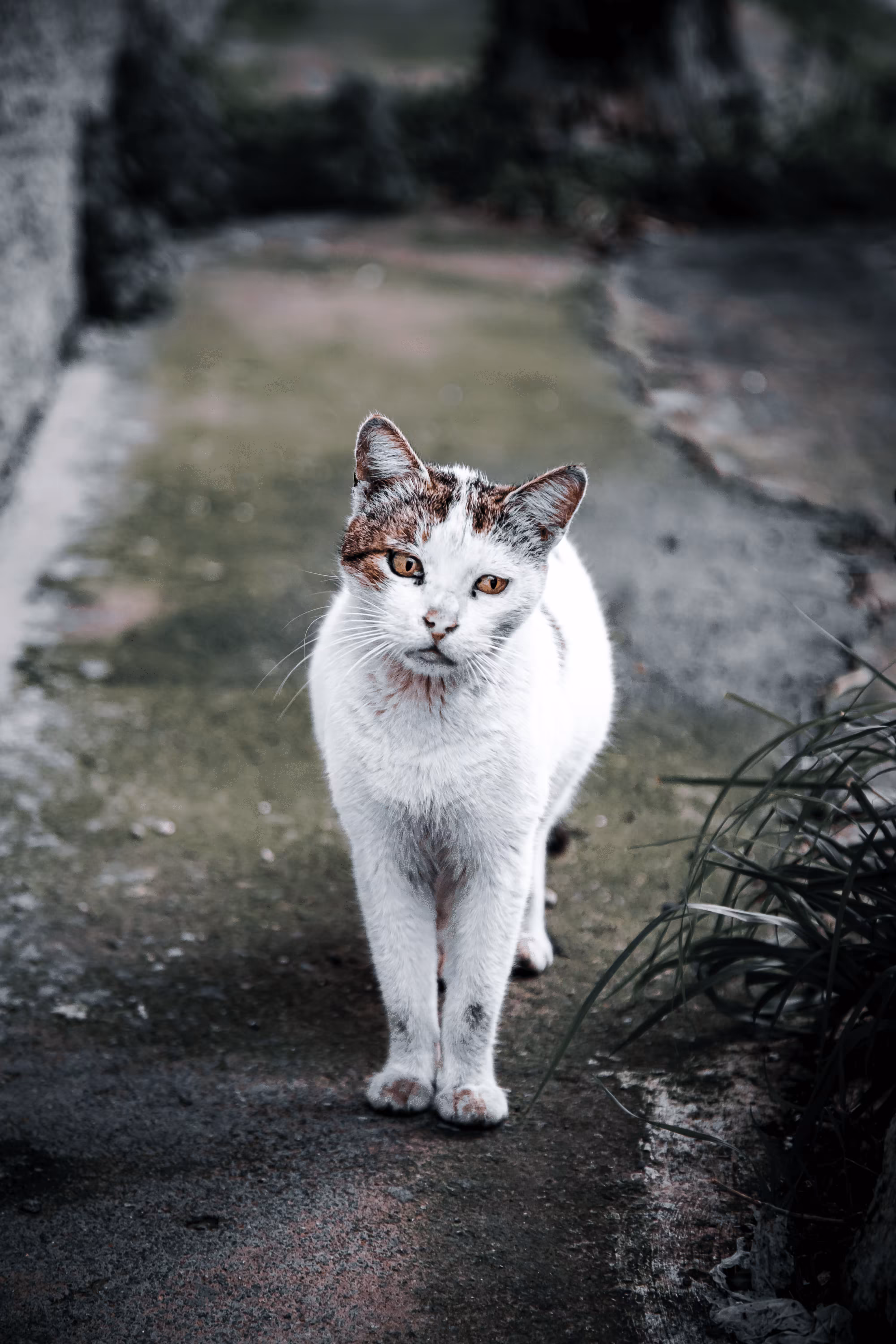 LoneCat #20 Theon