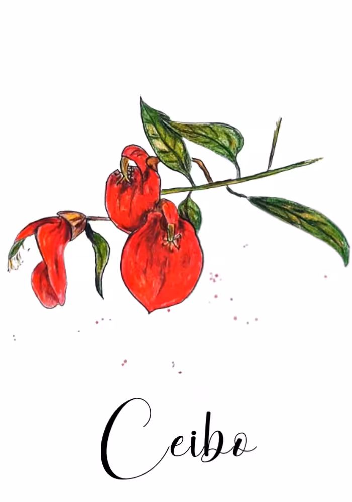 Ceibo