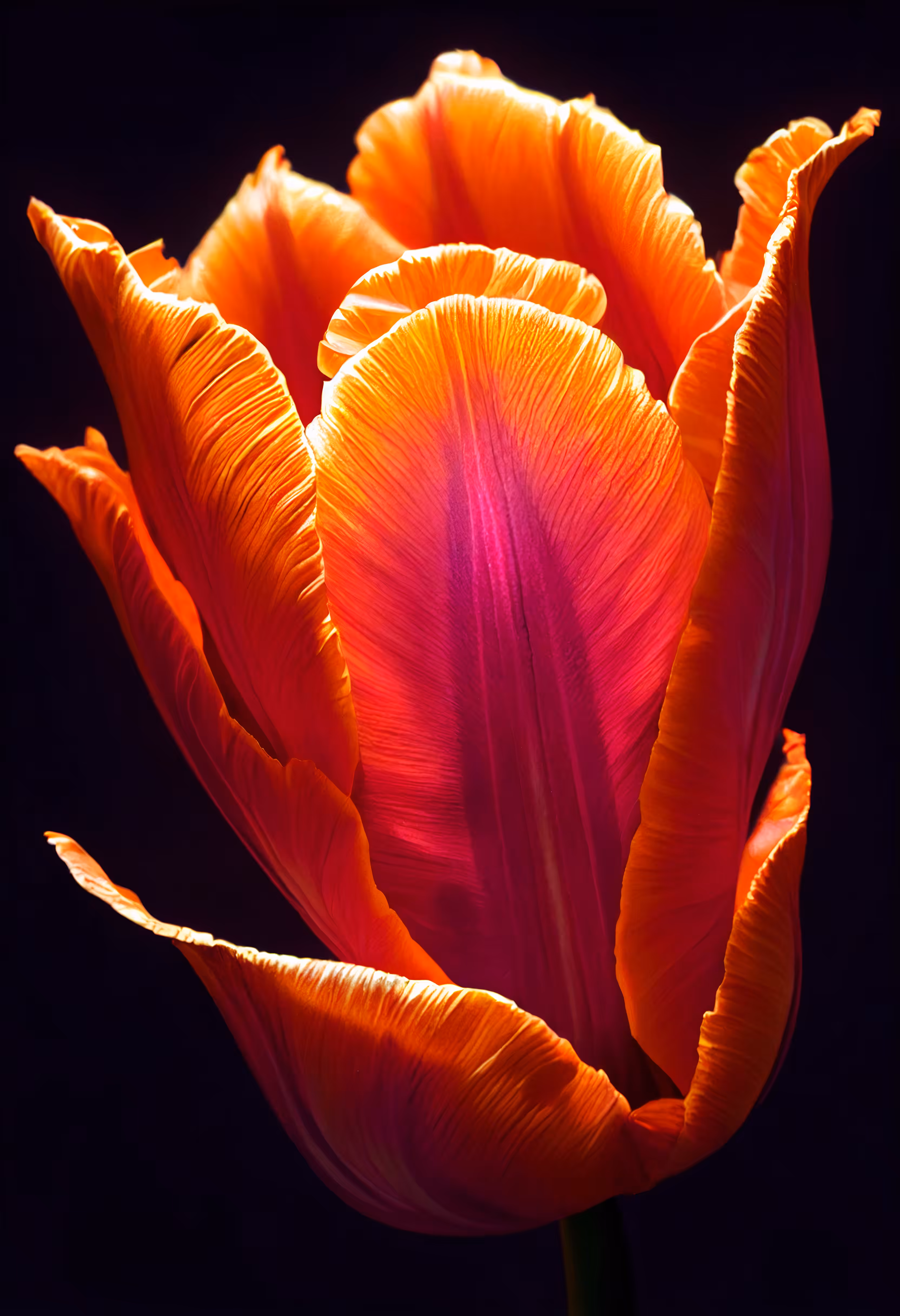 A Flower, Just For You. #18