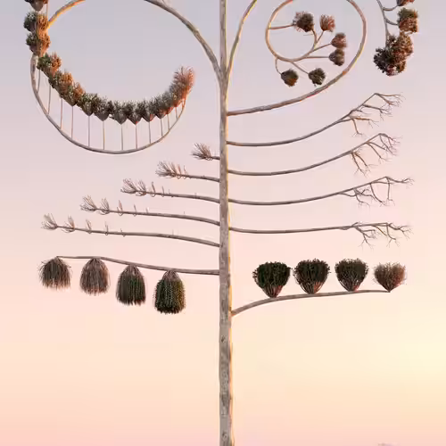 Natural Balance V