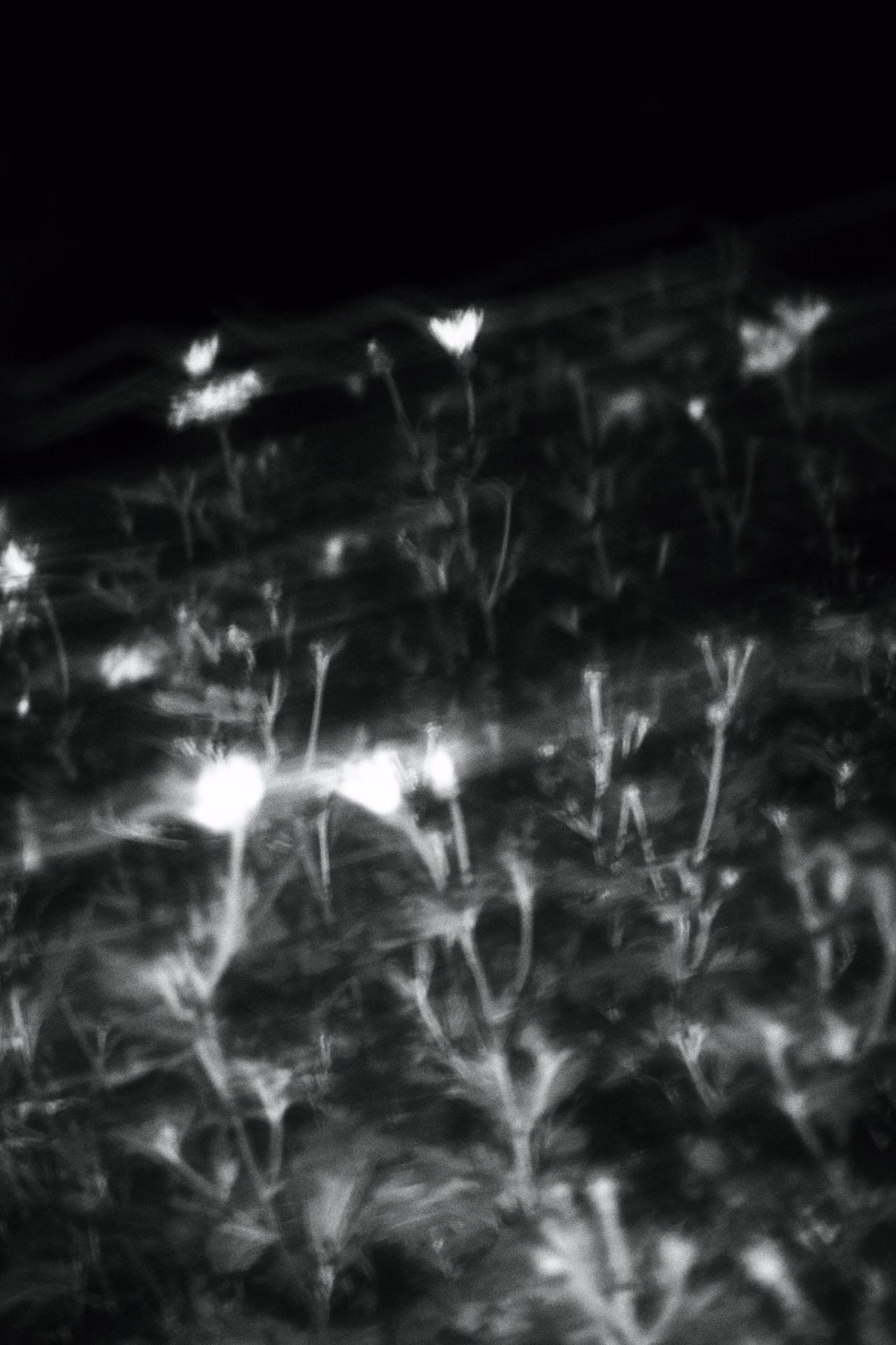 Night Flowers