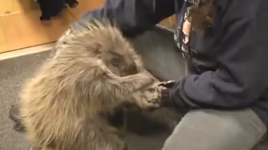 Song A Day: A Song About The Porcupine Who Thinks He's A Dog