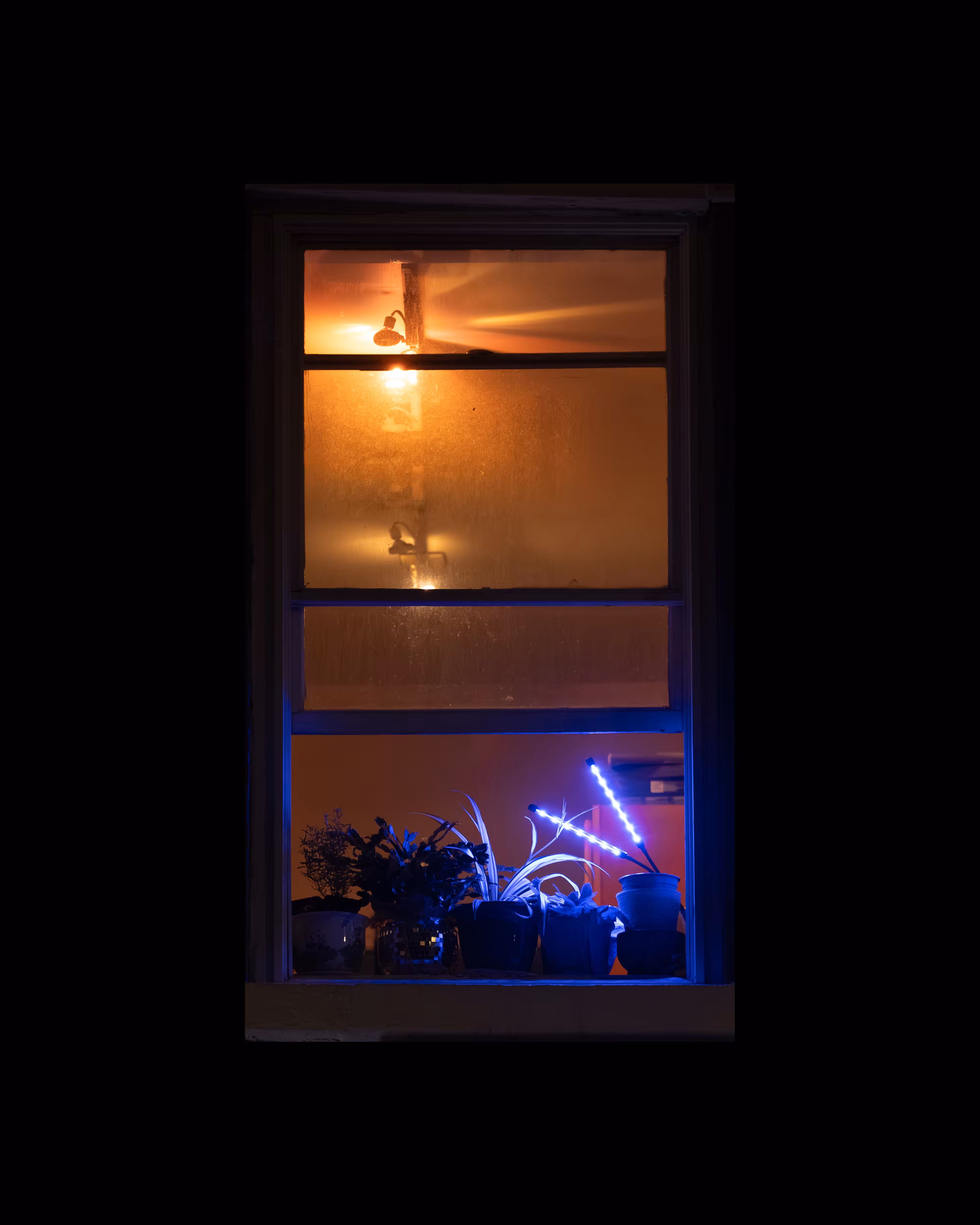 WINDOW 231