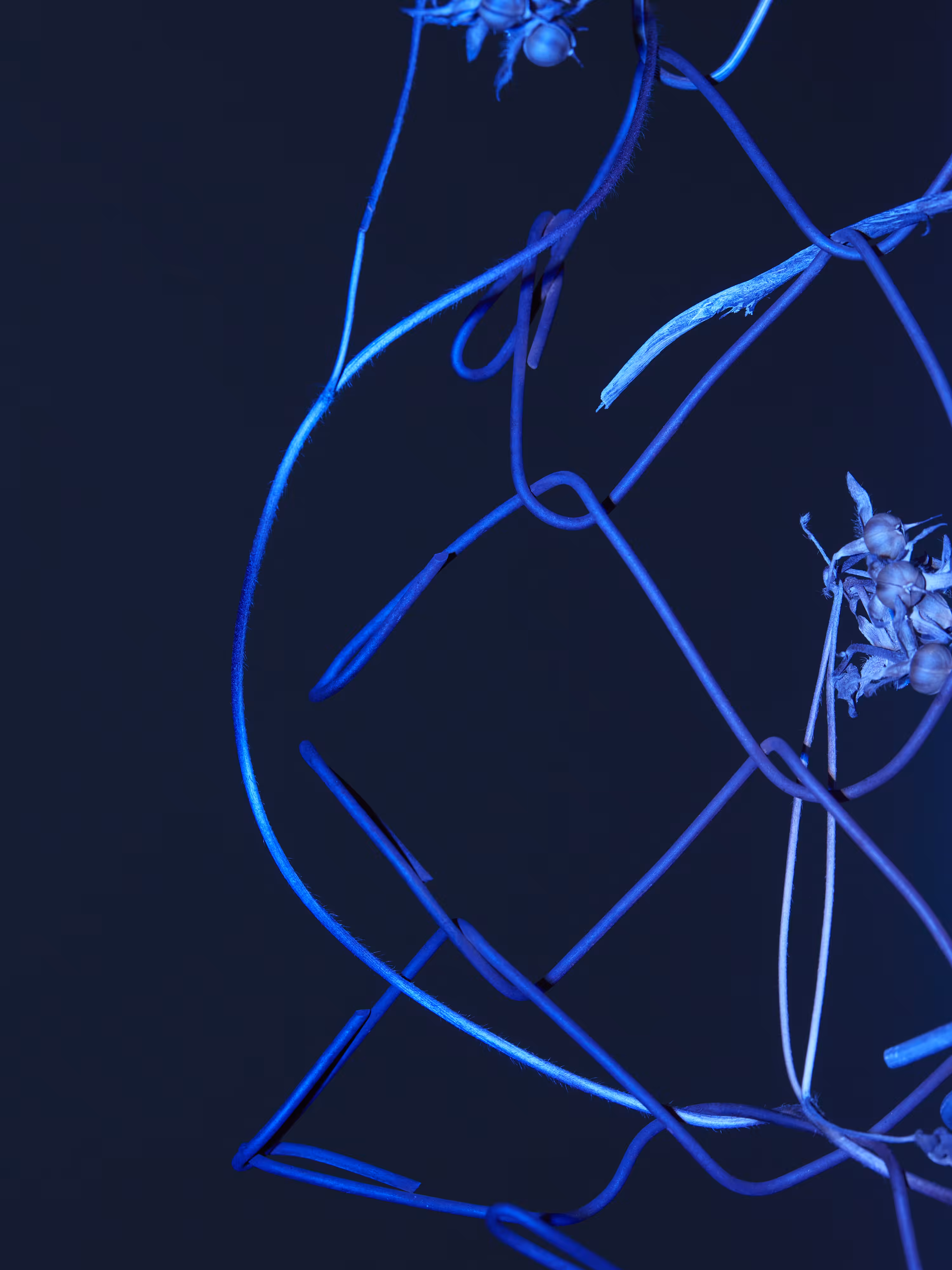 CHAINLINK № 13