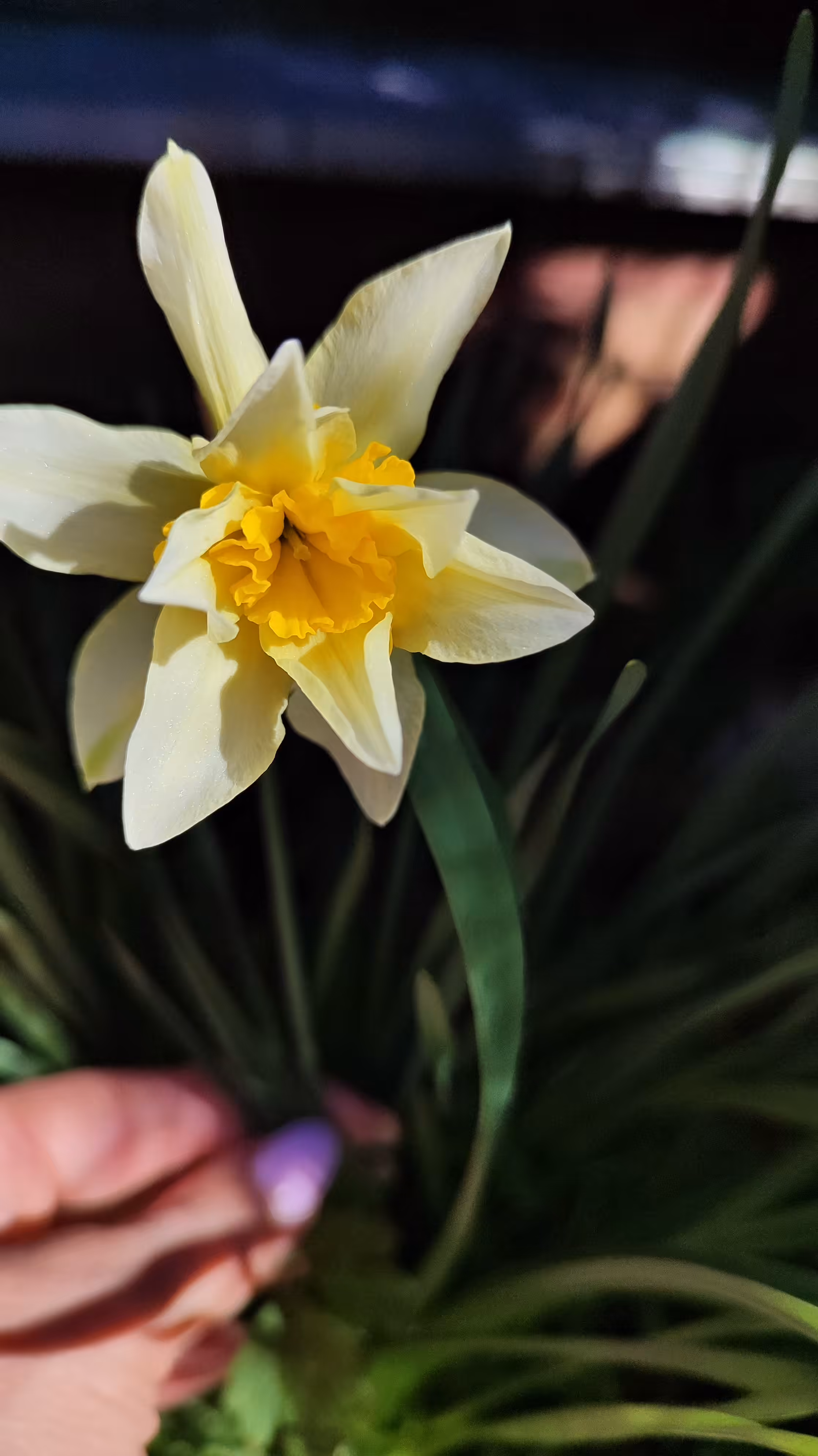 Blooming Tenderness