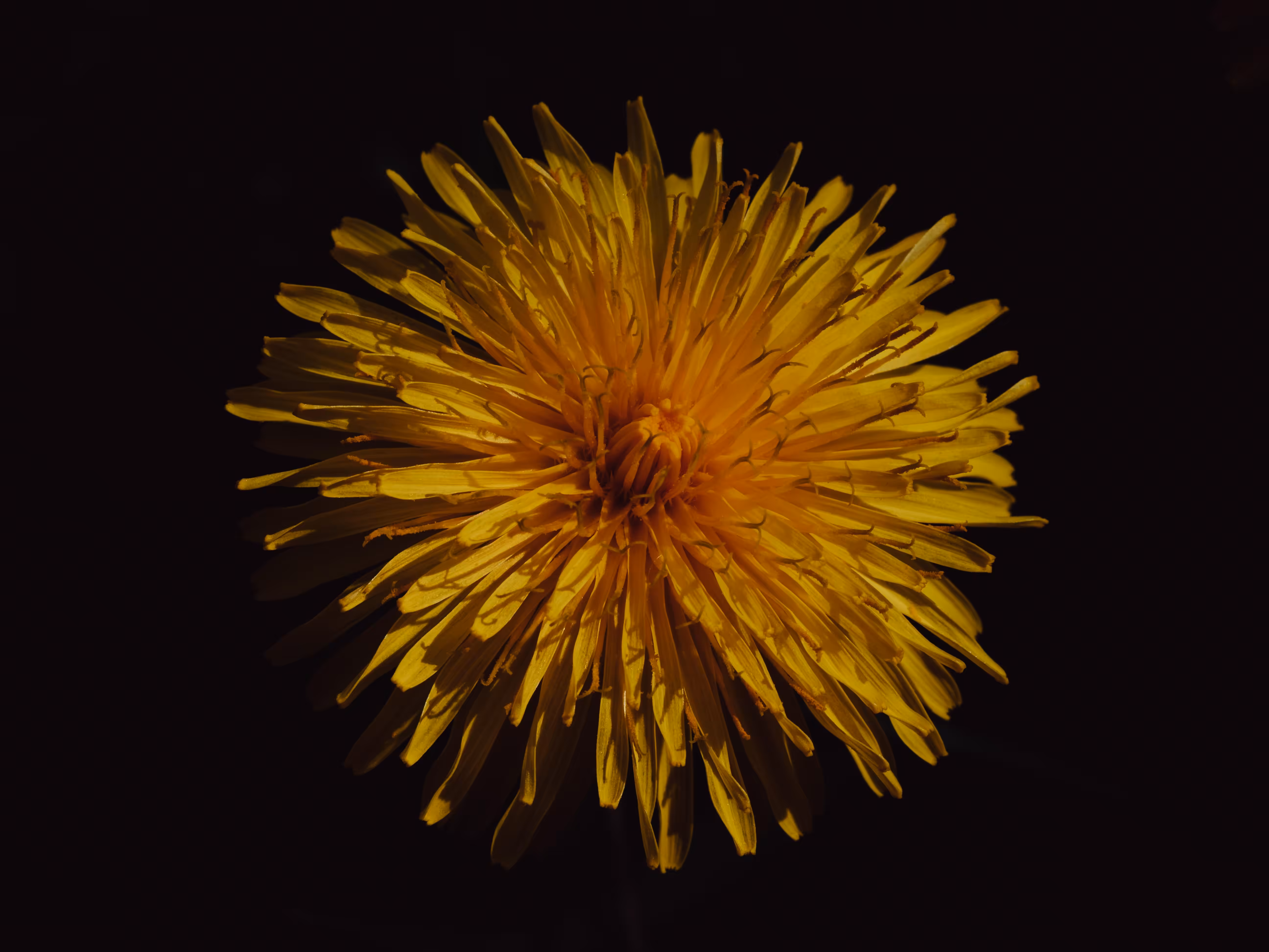 In the Album of Floral Dreams