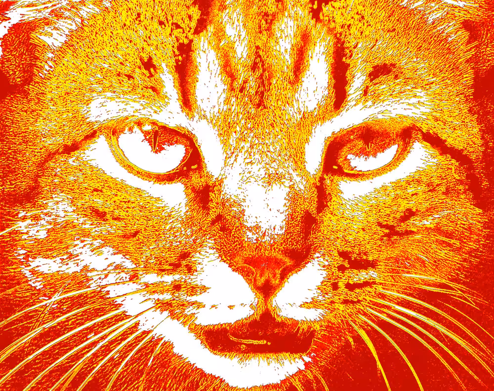 Red Yellow Cat