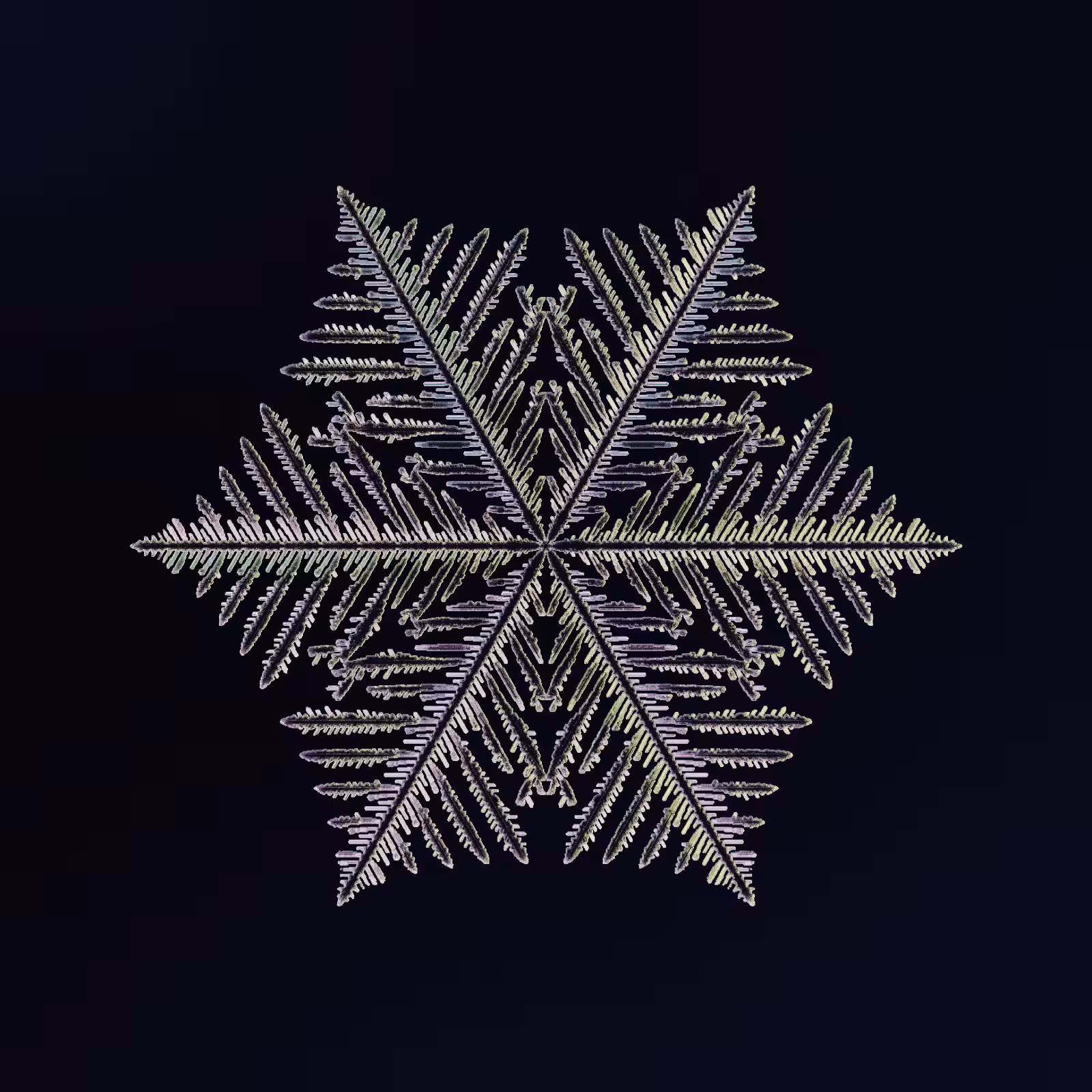 Symmetry and Intricacy #5